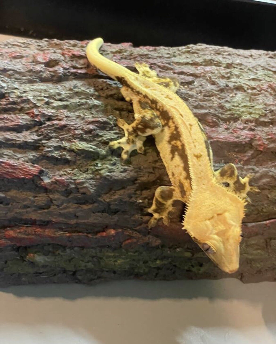 Crested gecko - silly image 2