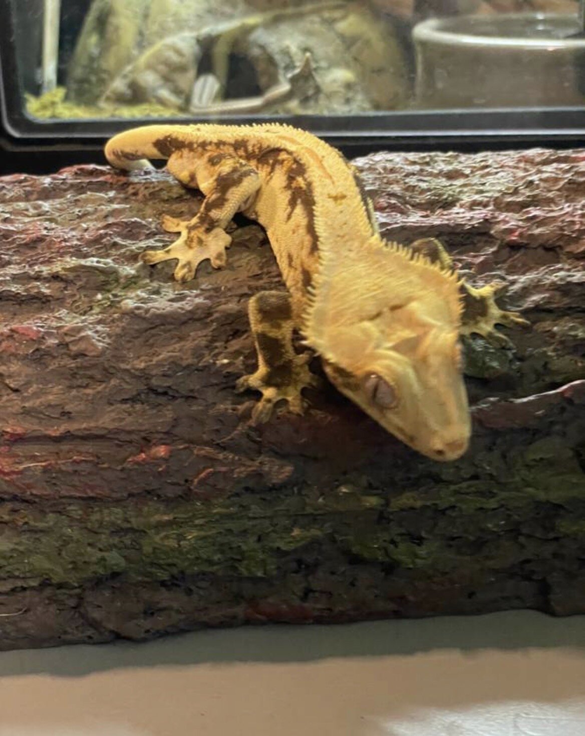 Crested gecko - silly image 3