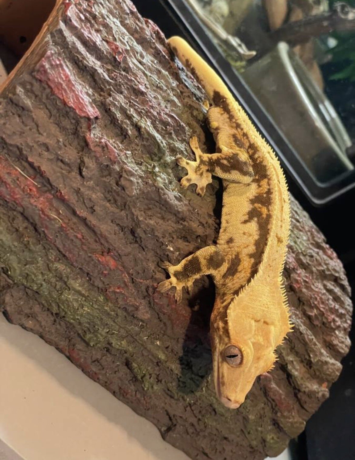 Crested gecko - silly image 4