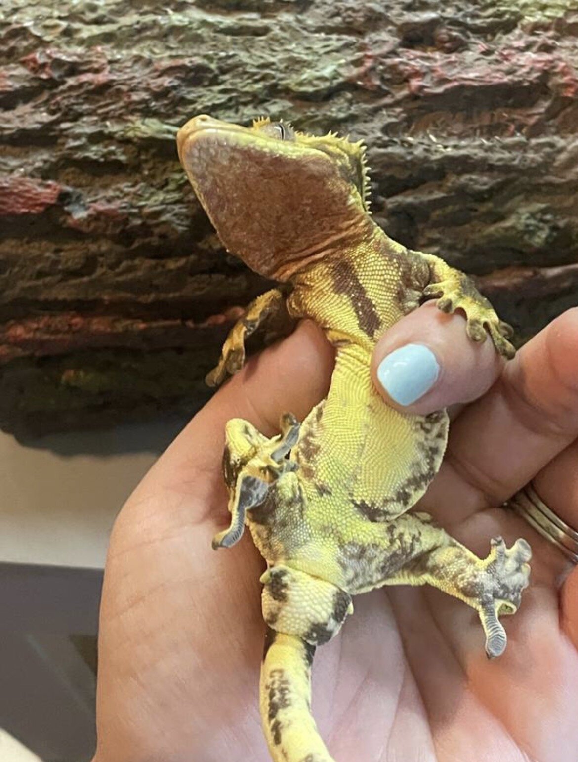 Crested gecko - silly image 5