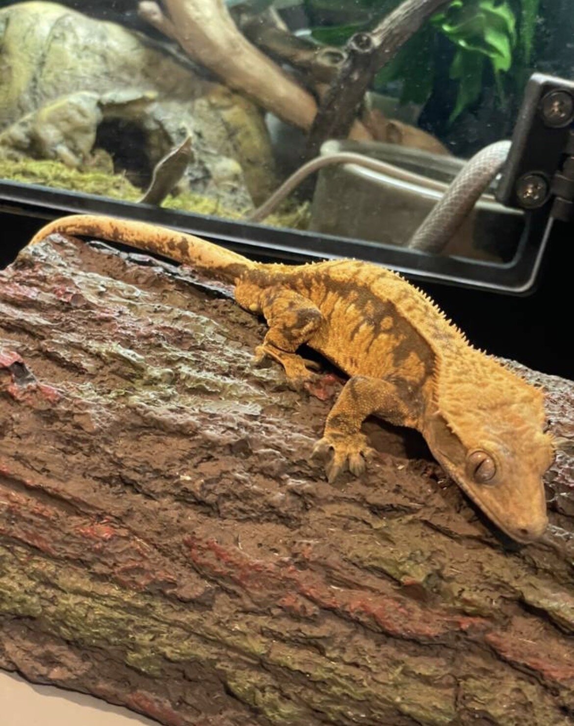 Crested gecko - cream image 1