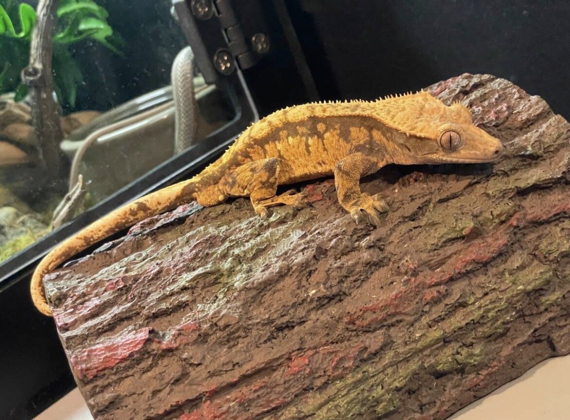 Crested gecko - cream image 2