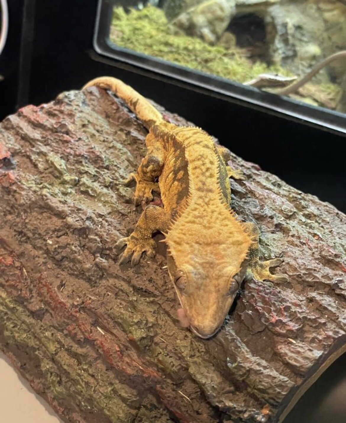Crested gecko - cream image 3