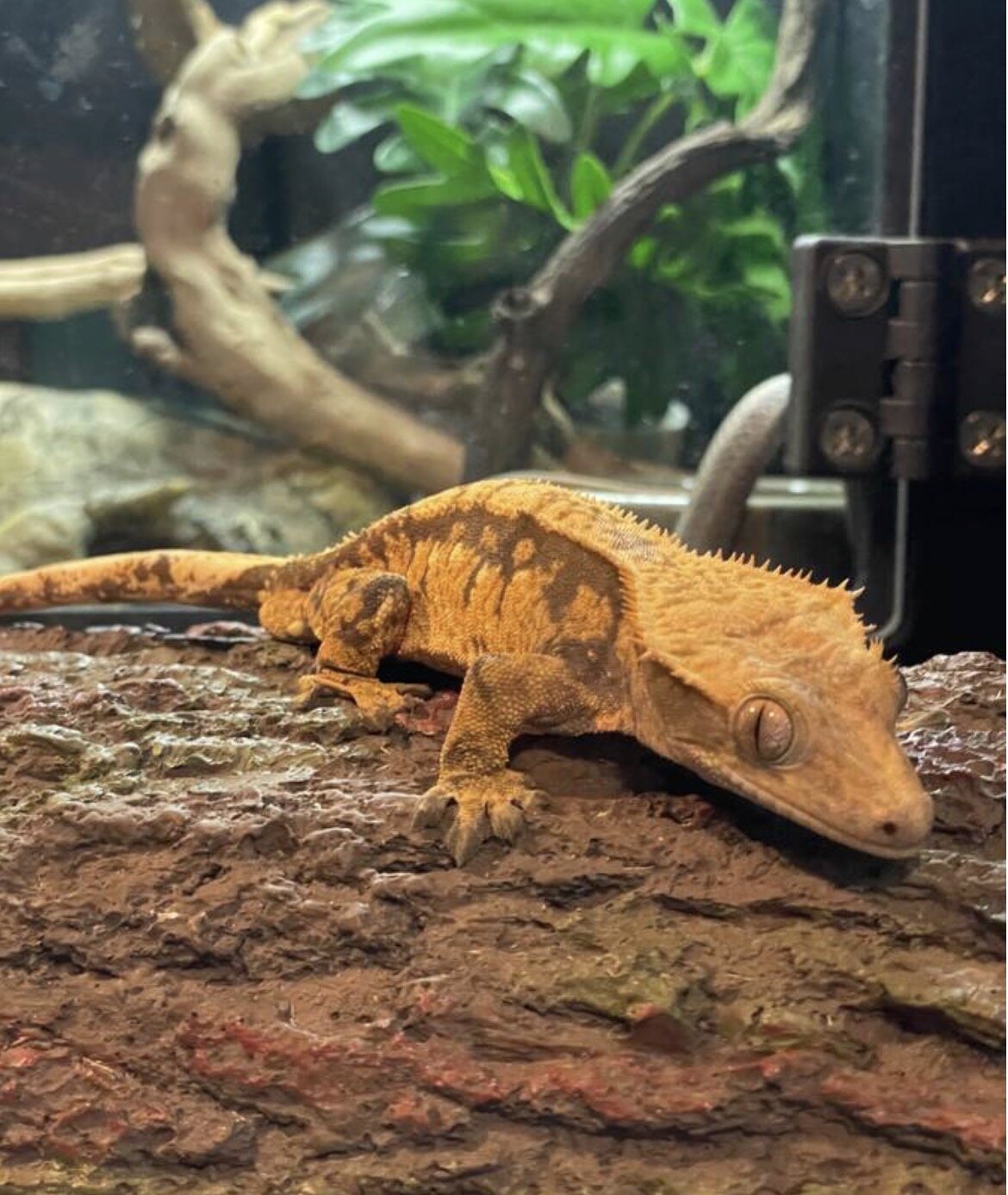 Crested gecko - cream image 4