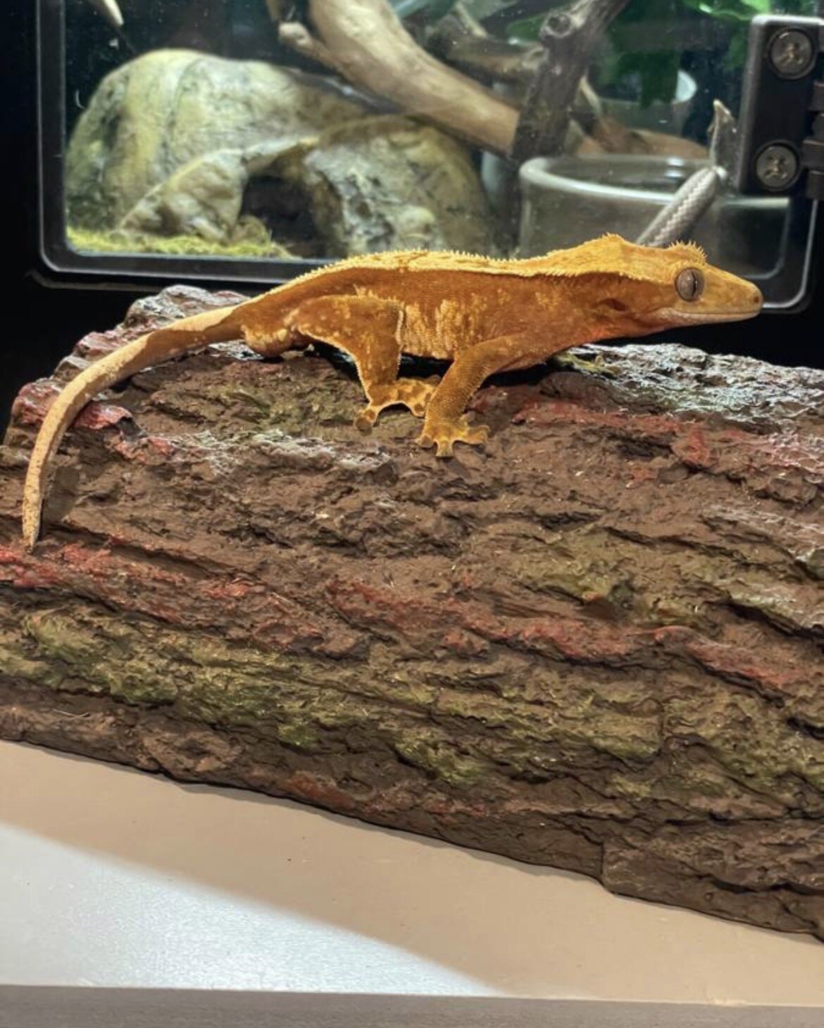 Crested gecko - Grinchy image 1