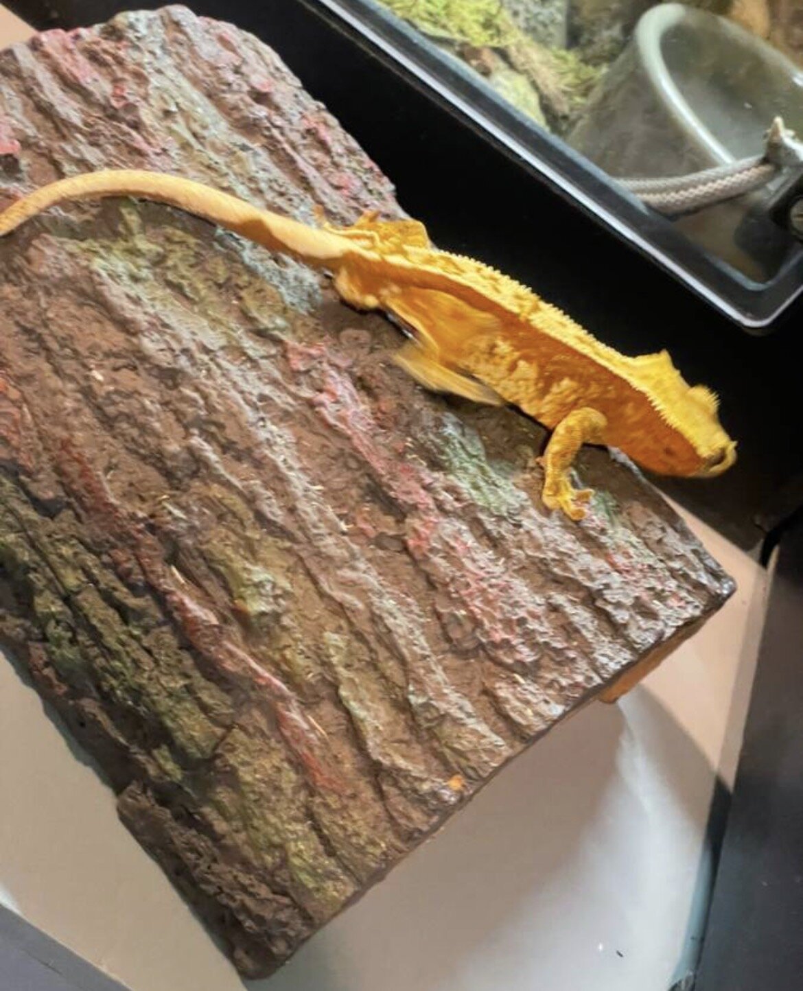 Crested gecko - Grinchy image 2