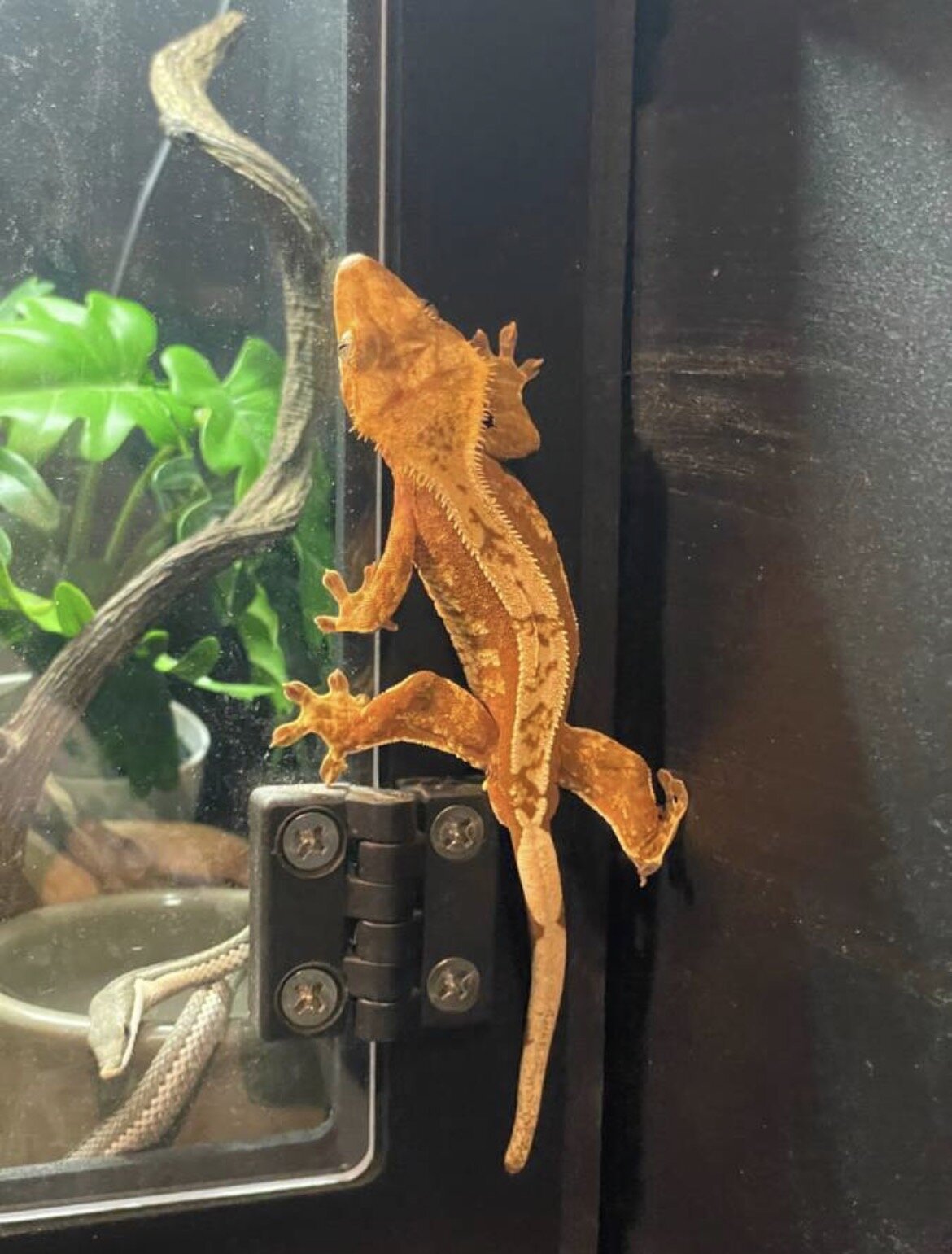 Crested gecko - Grinchy image 3