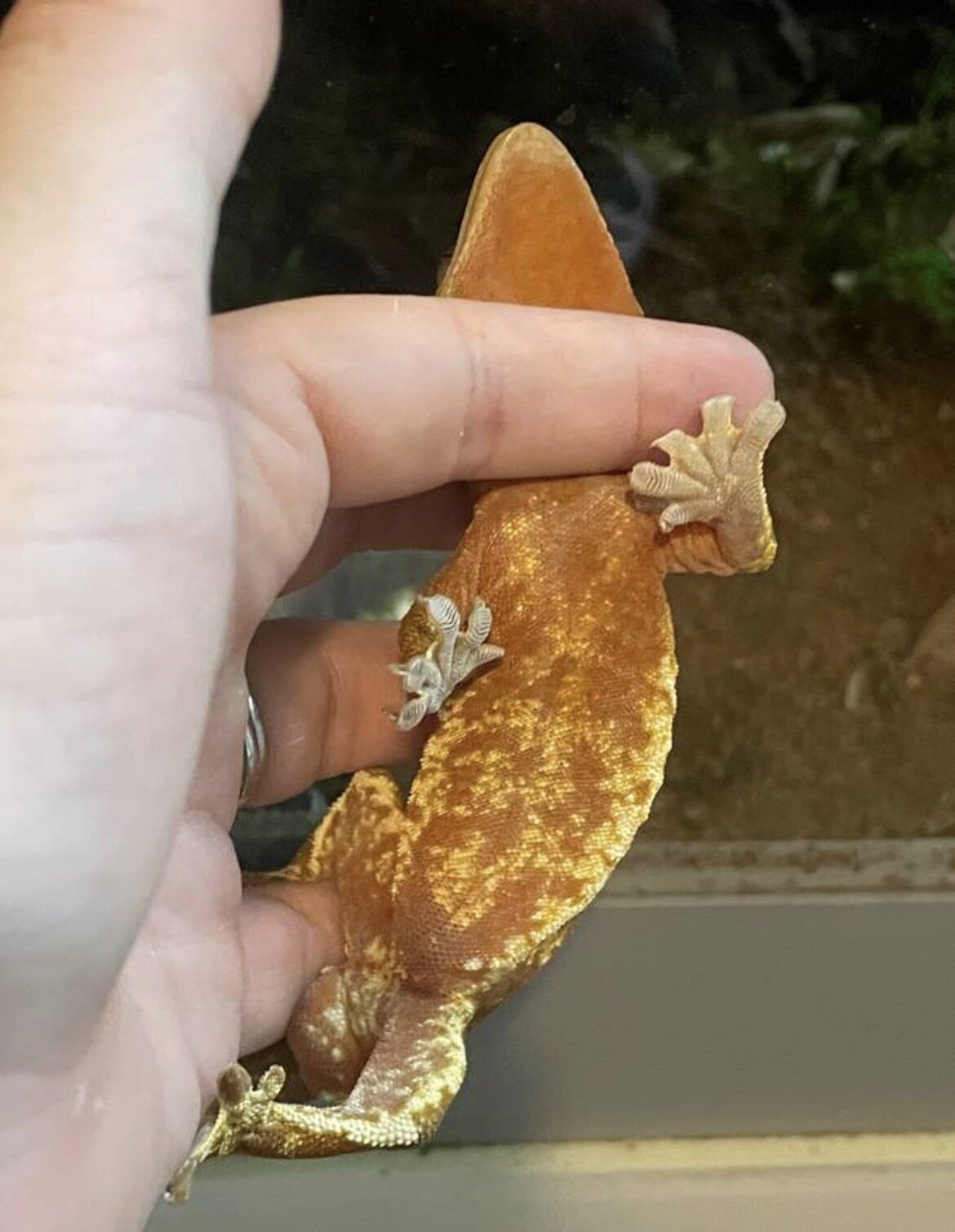 Crested gecko - Grinchy image 4