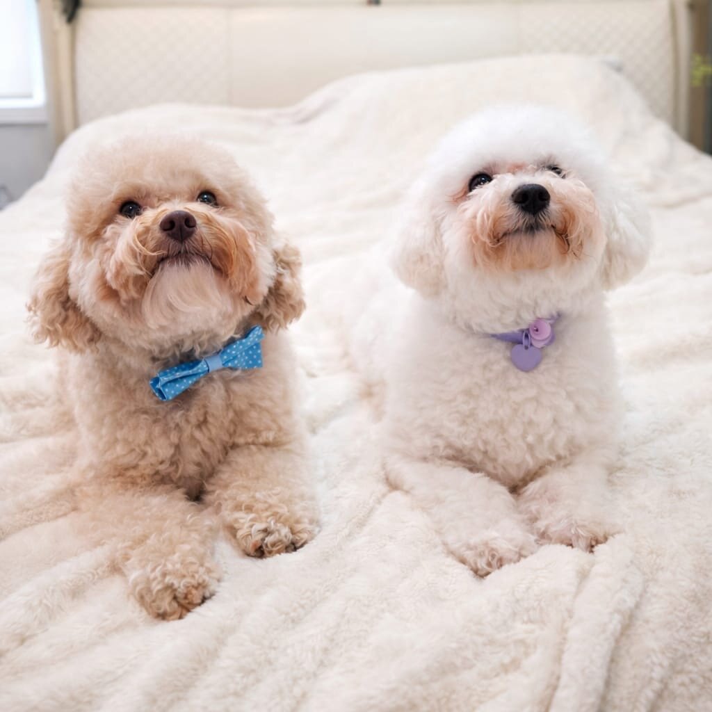 5 bichpoo puppies image 5