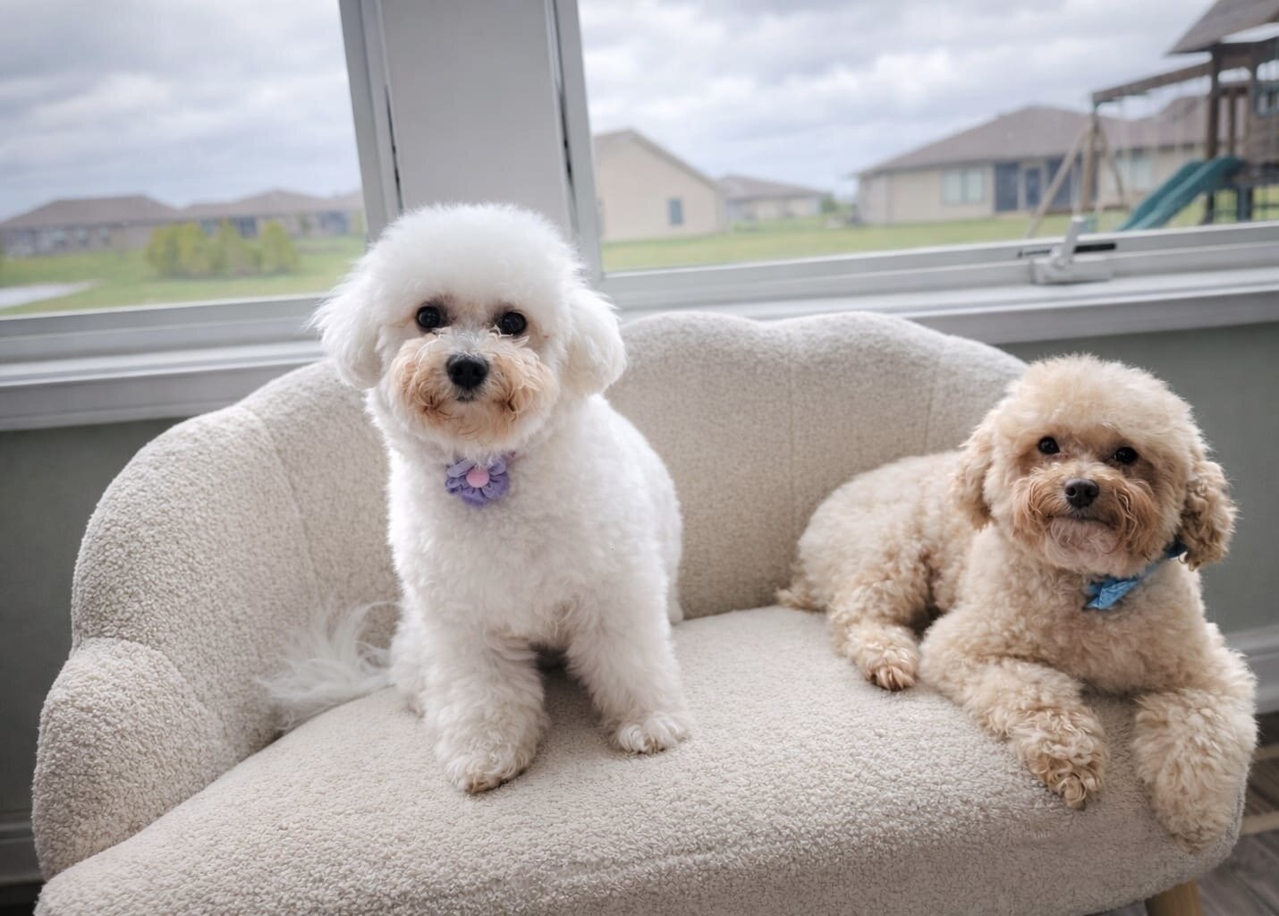 5 bichpoo puppies image 3