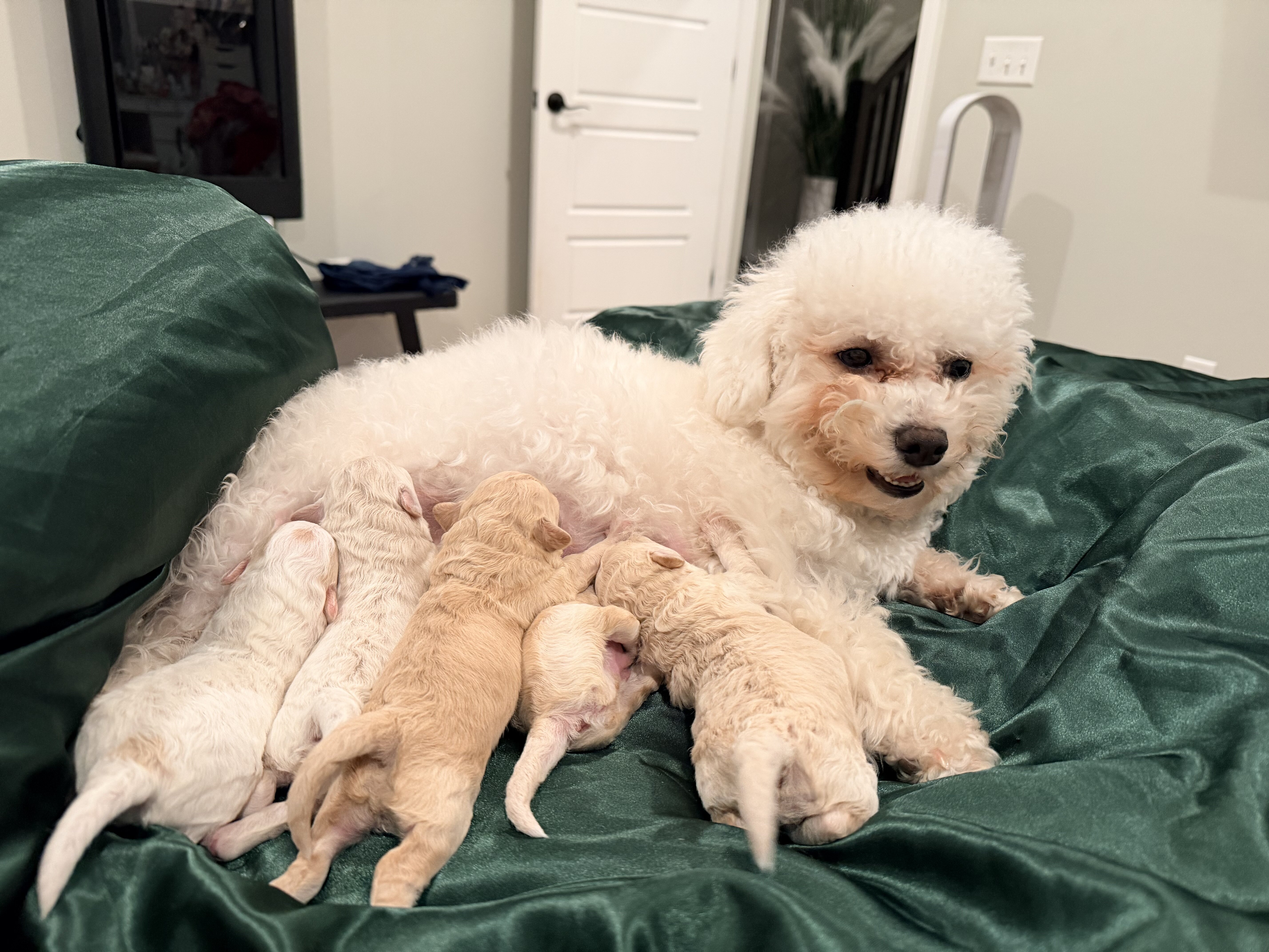5 bichpoo puppies image 2