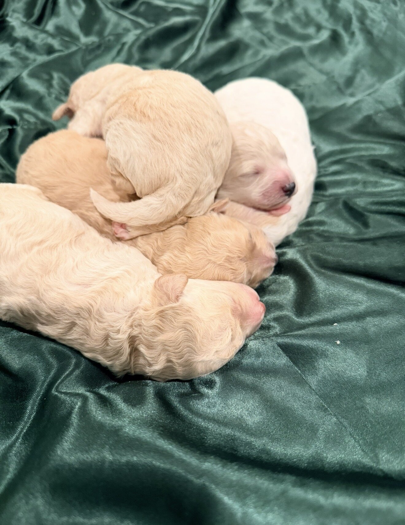 5 bichpoo puppies image 1