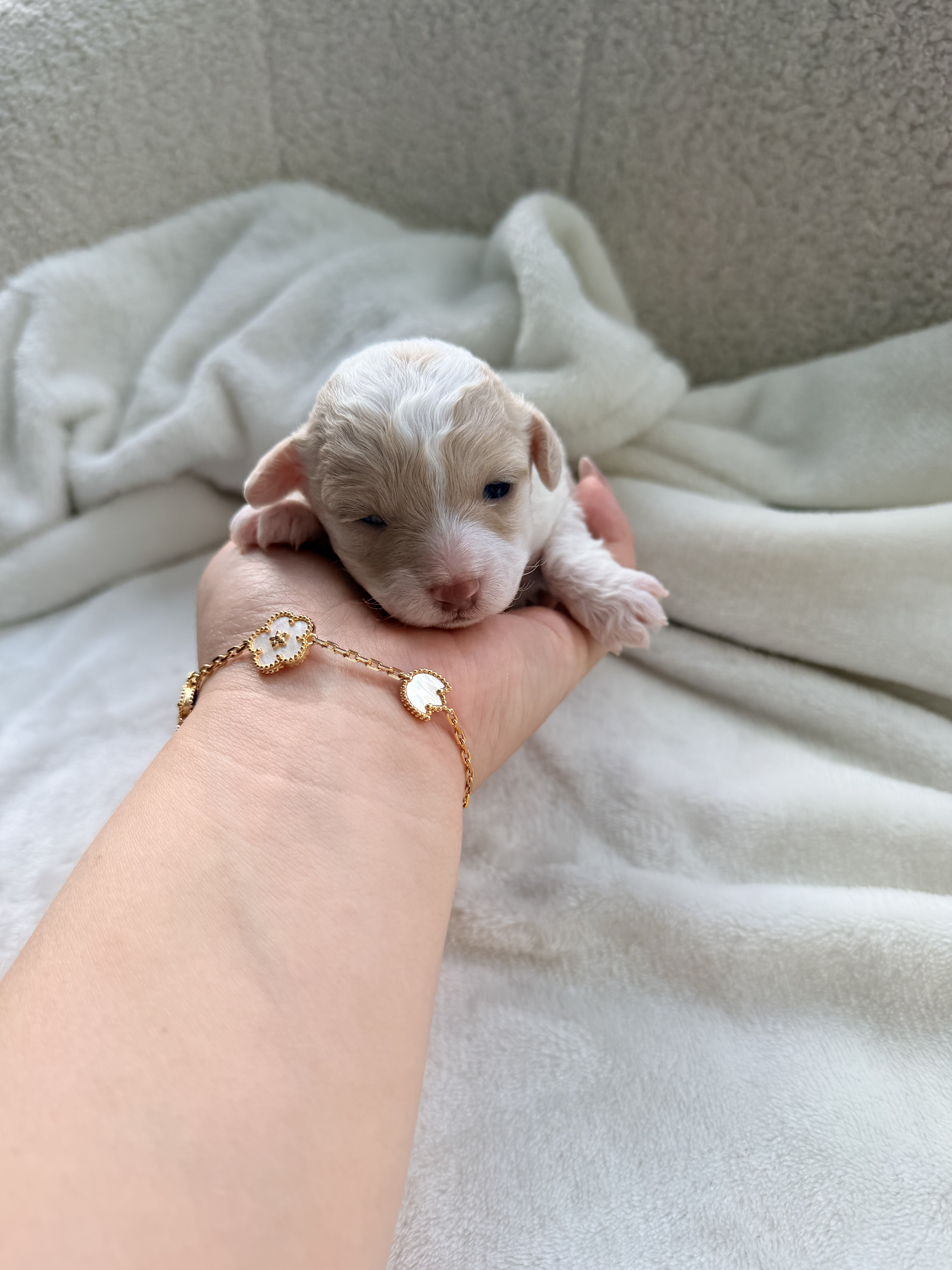 5 bichpoo puppies image 6