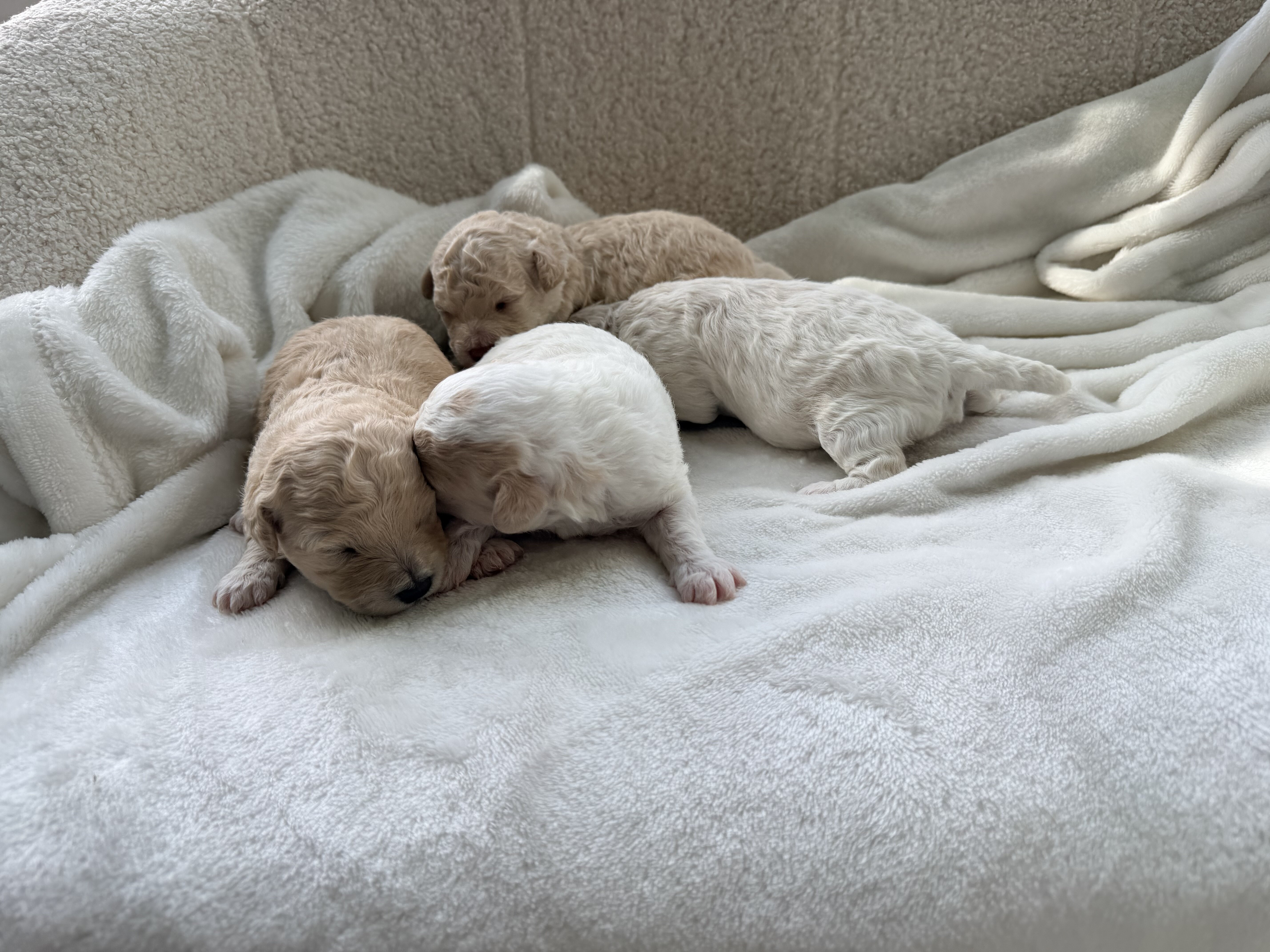 5 bichpoo puppies image 8