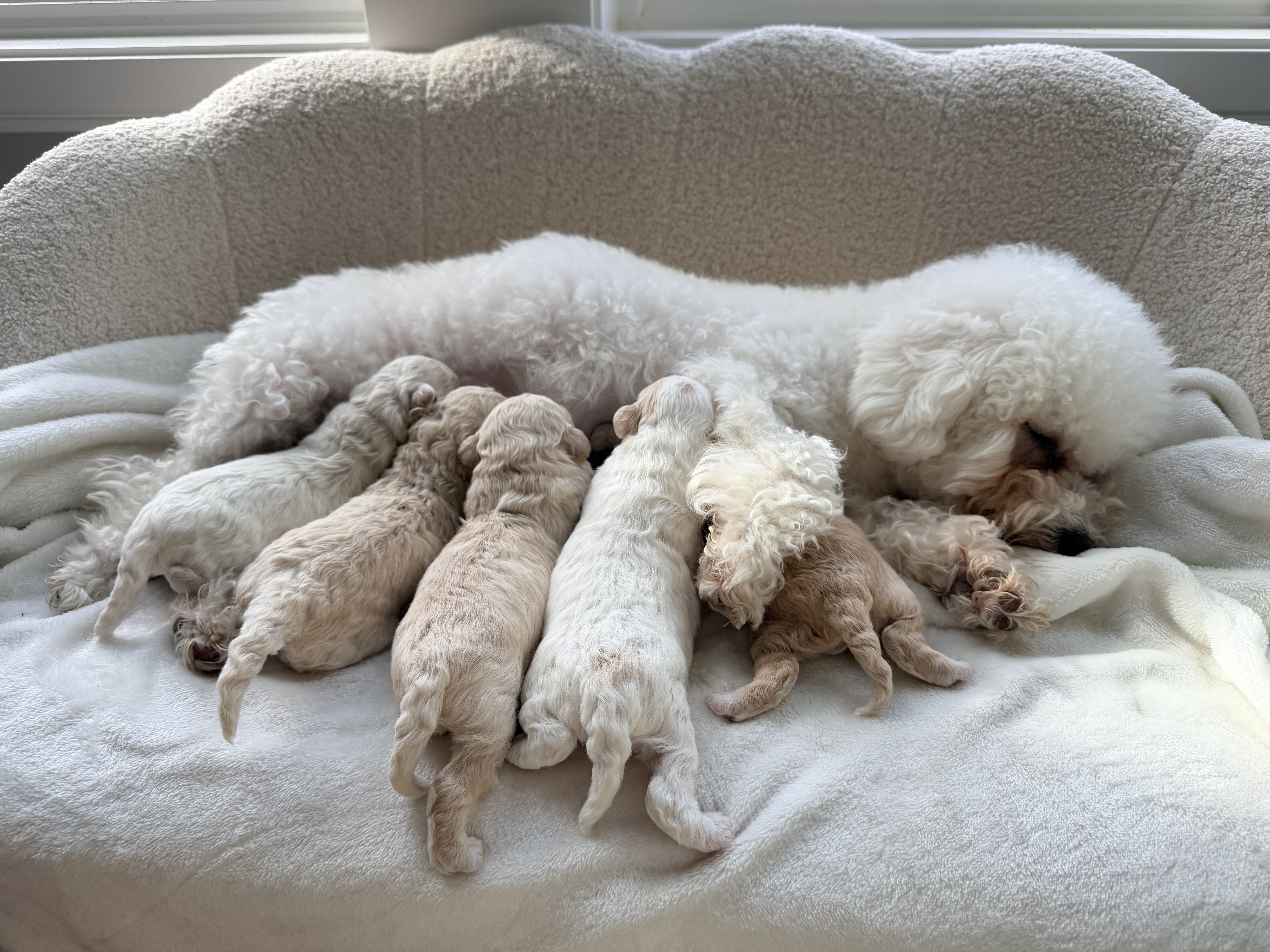 5 bichpoo puppies image 7