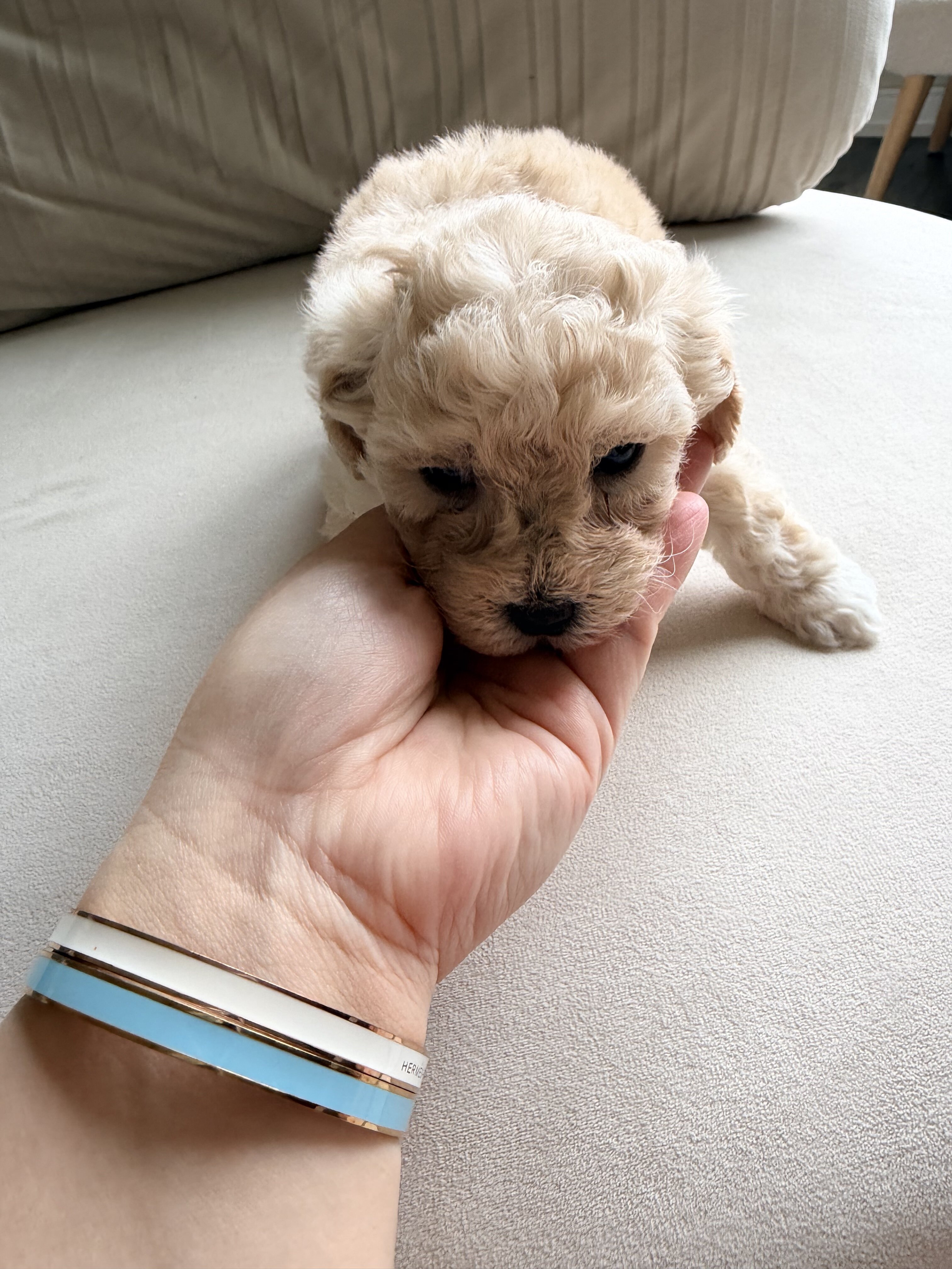 5 bichpoo puppies image 10
