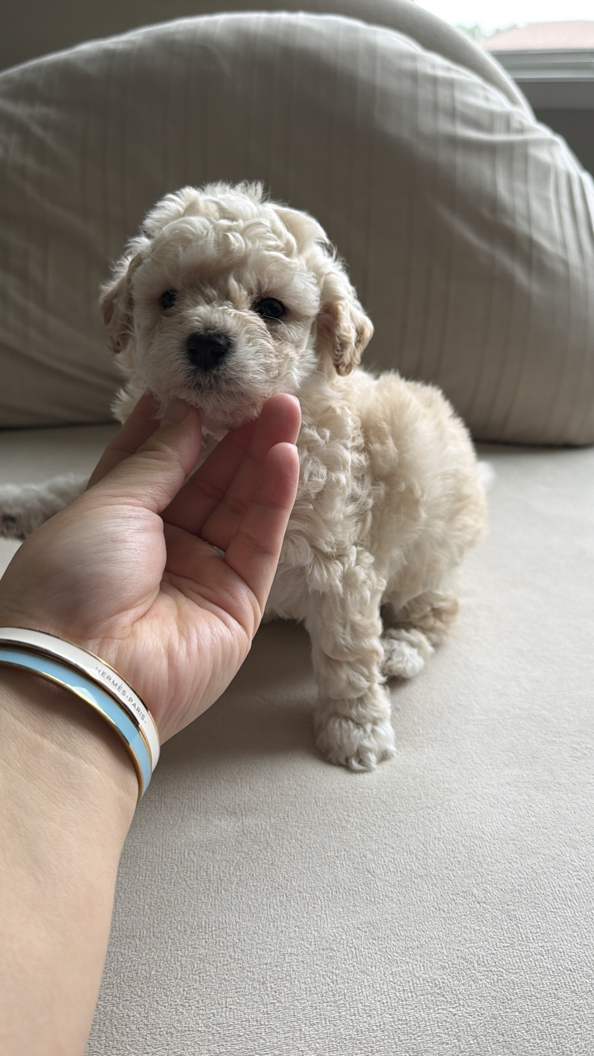 5 bichpoo puppies image 9