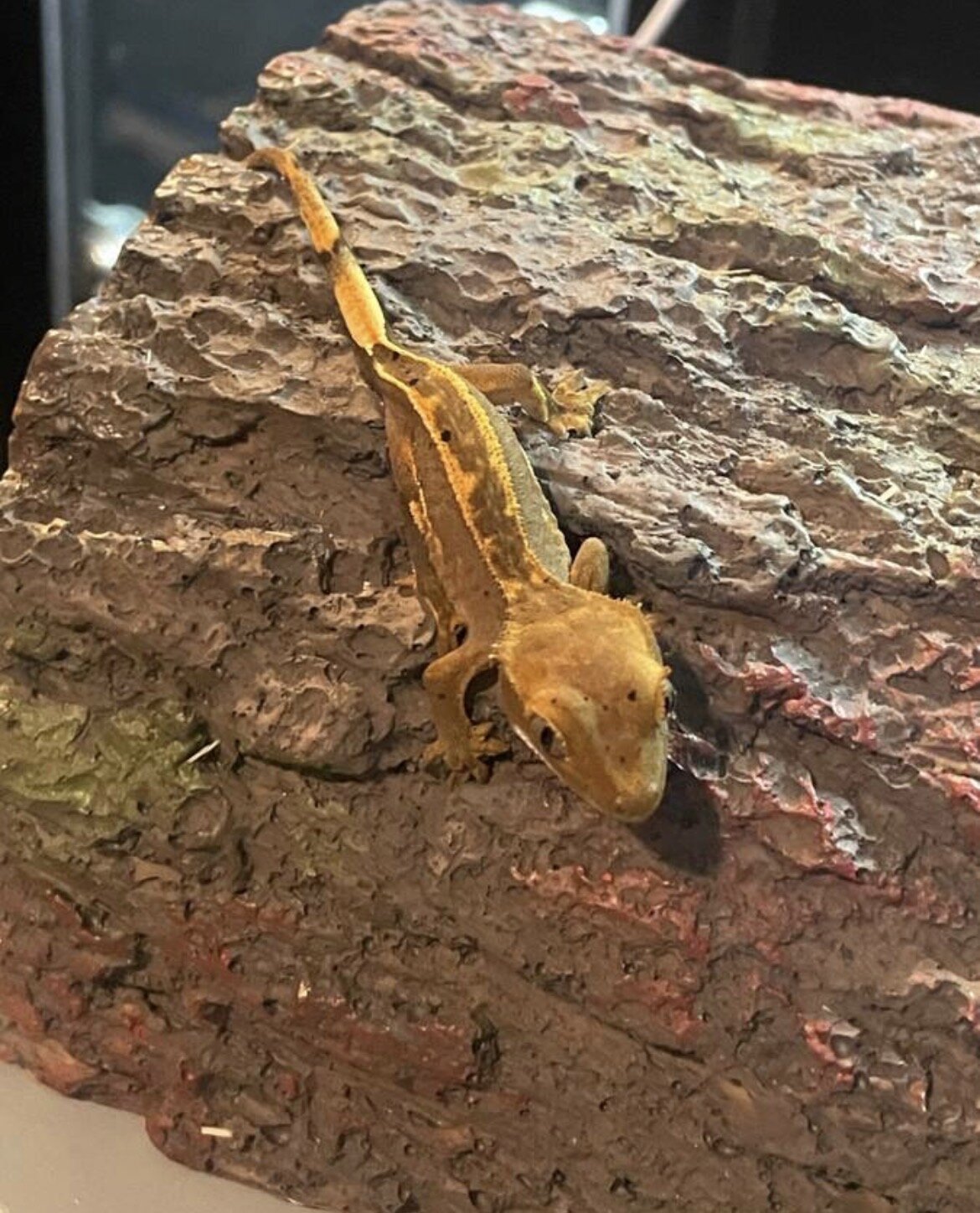 Crested gecko - carvin image 1
