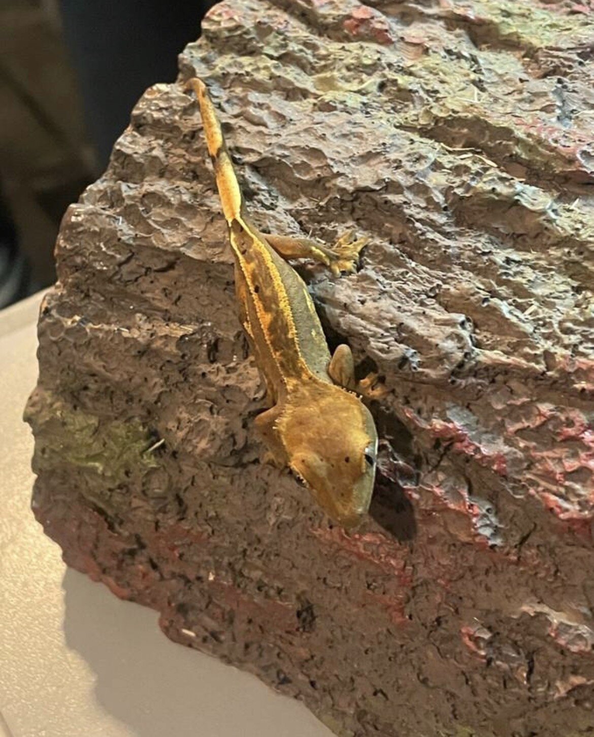 Crested gecko - carvin image 2