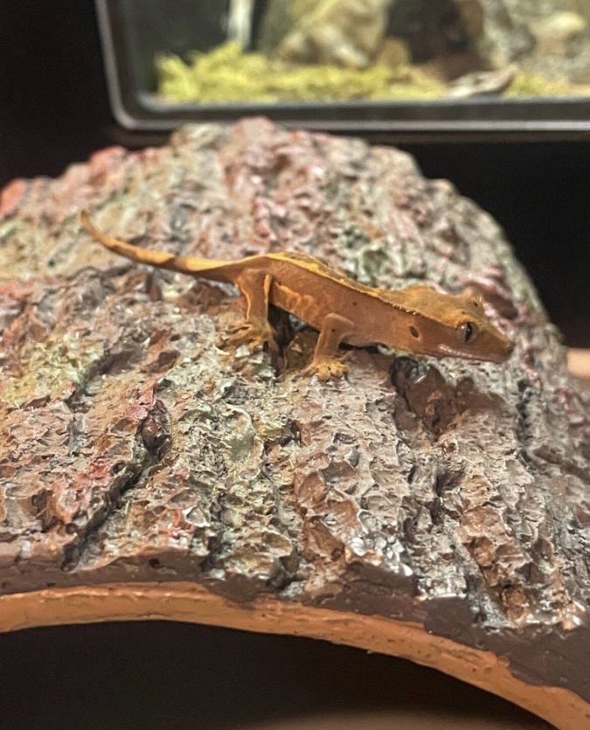 Crested gecko - carvin image 3