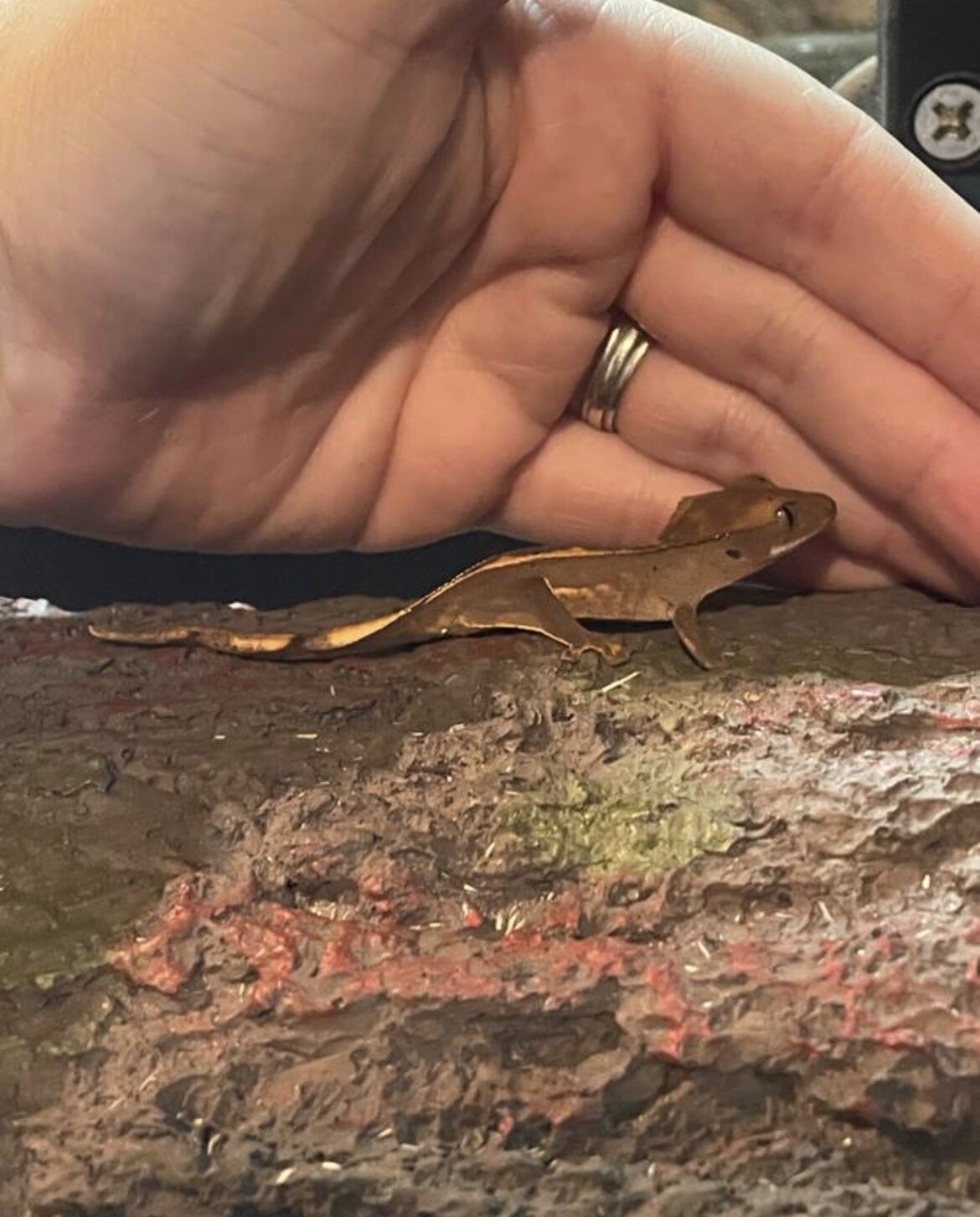 Crested gecko - carvin image 4