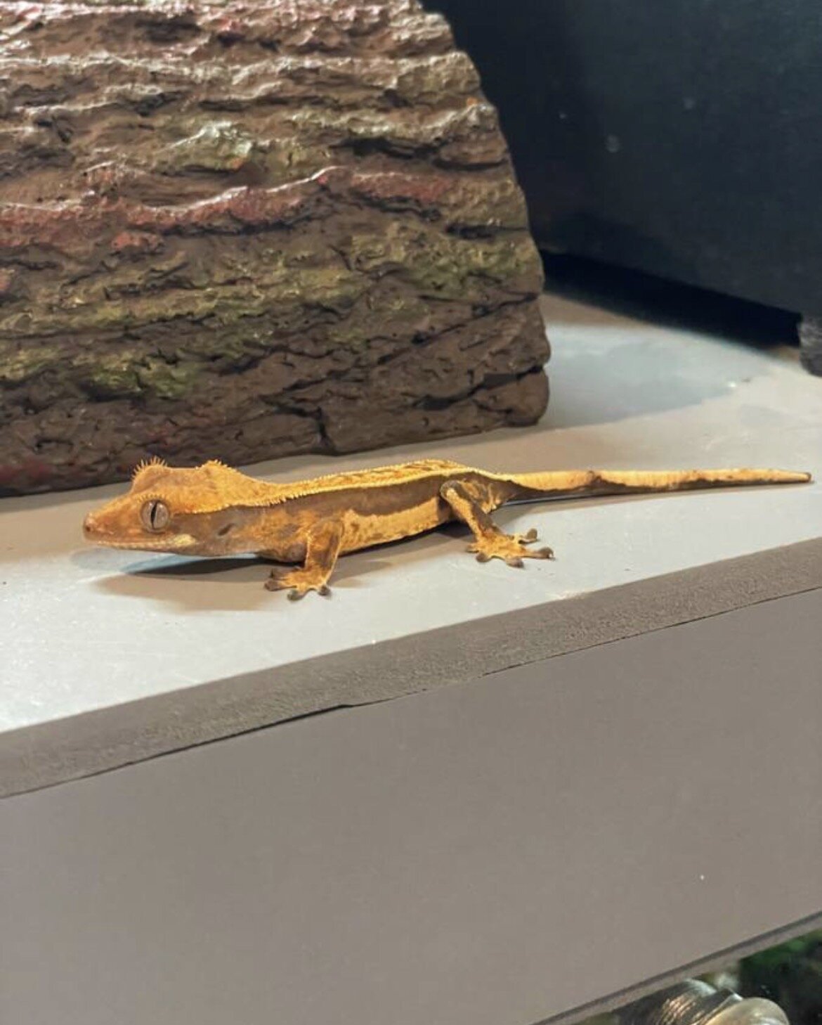 Crested gecko baby - coconut image 1