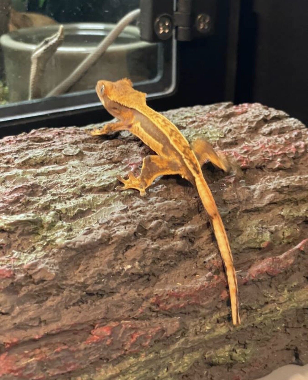 Crested gecko baby - coconut image 2