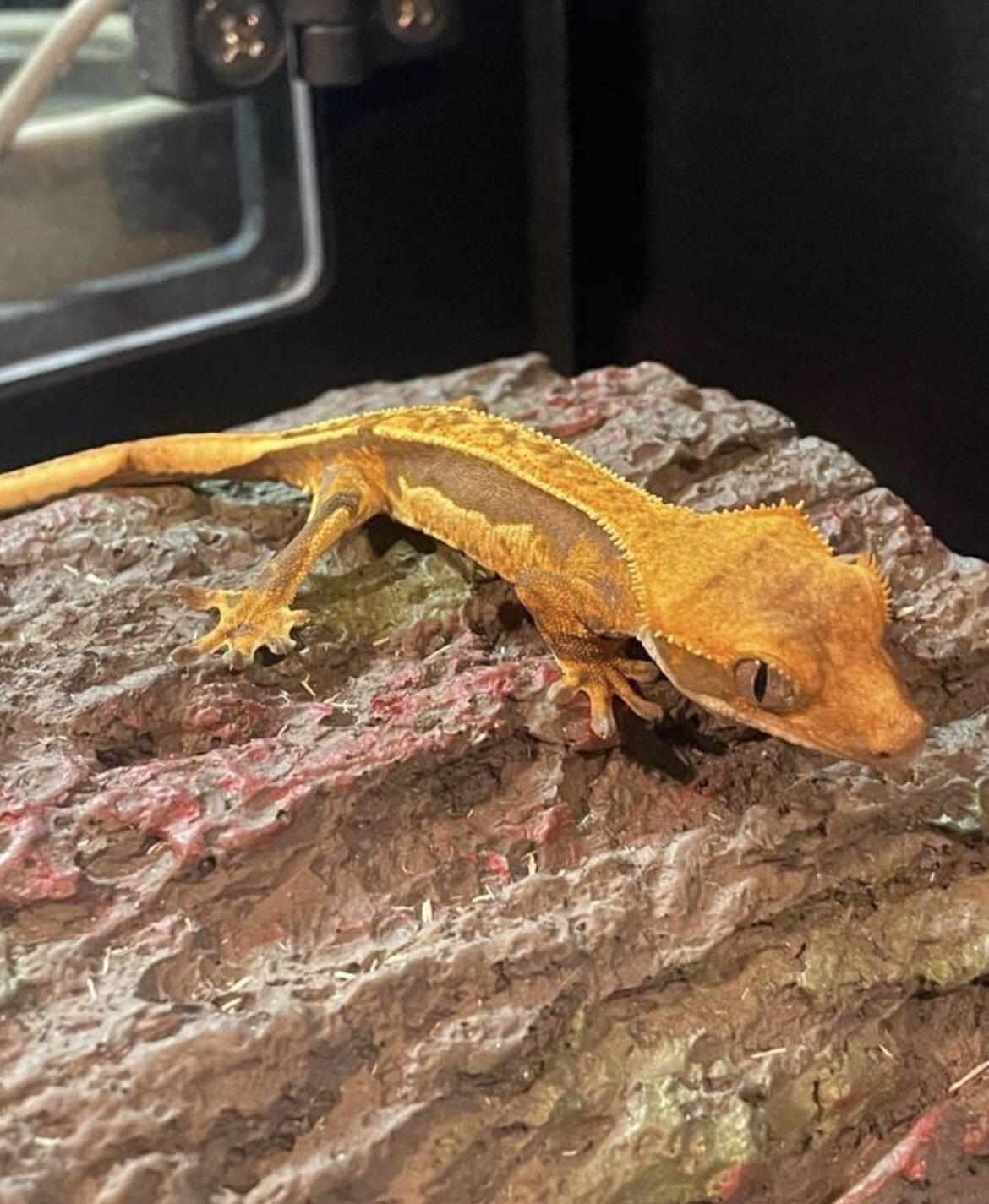 Crested gecko baby - coconut image 3