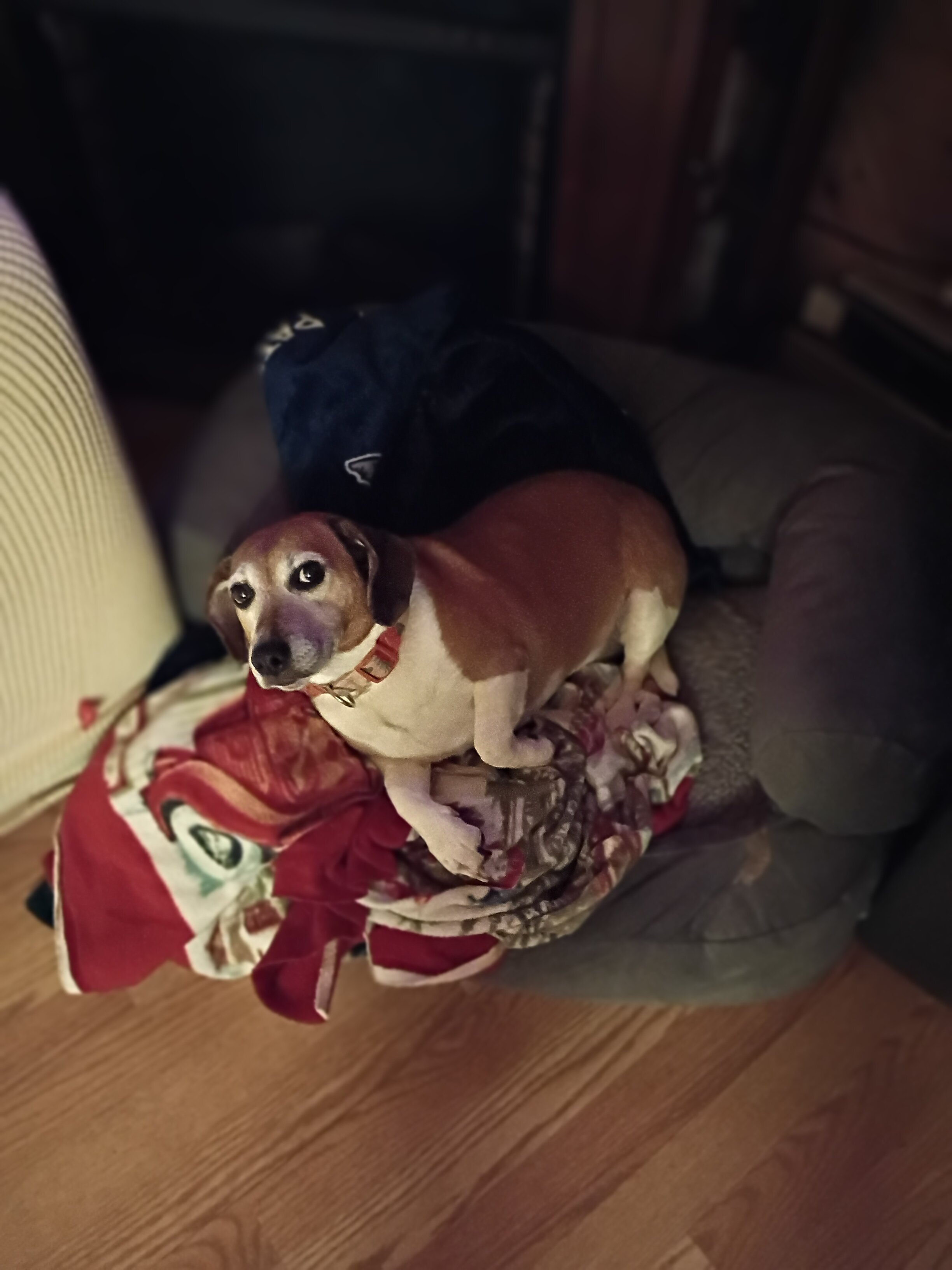 7 year old Beagle mix image 1