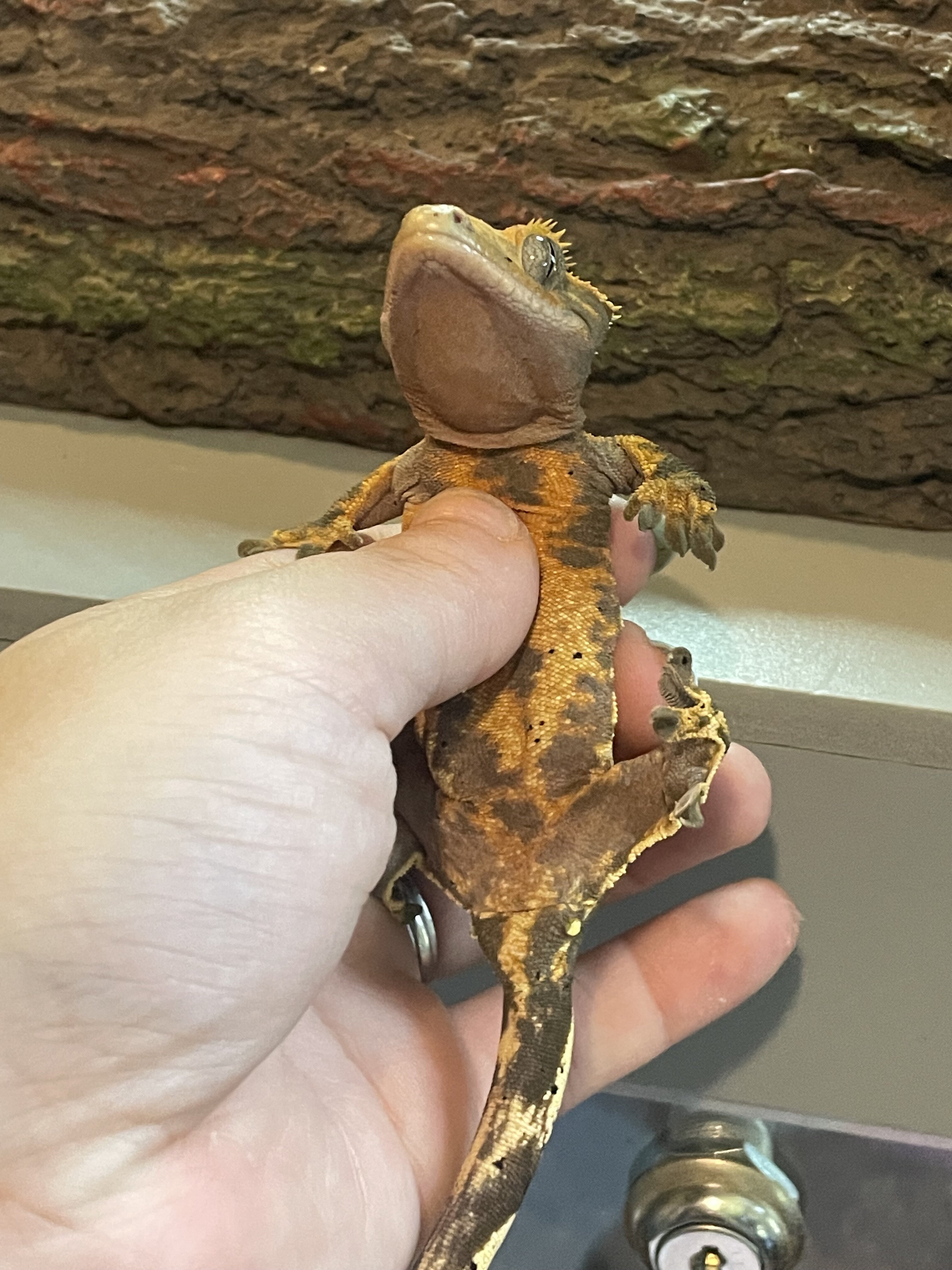 Crested gecko - skelly image 4