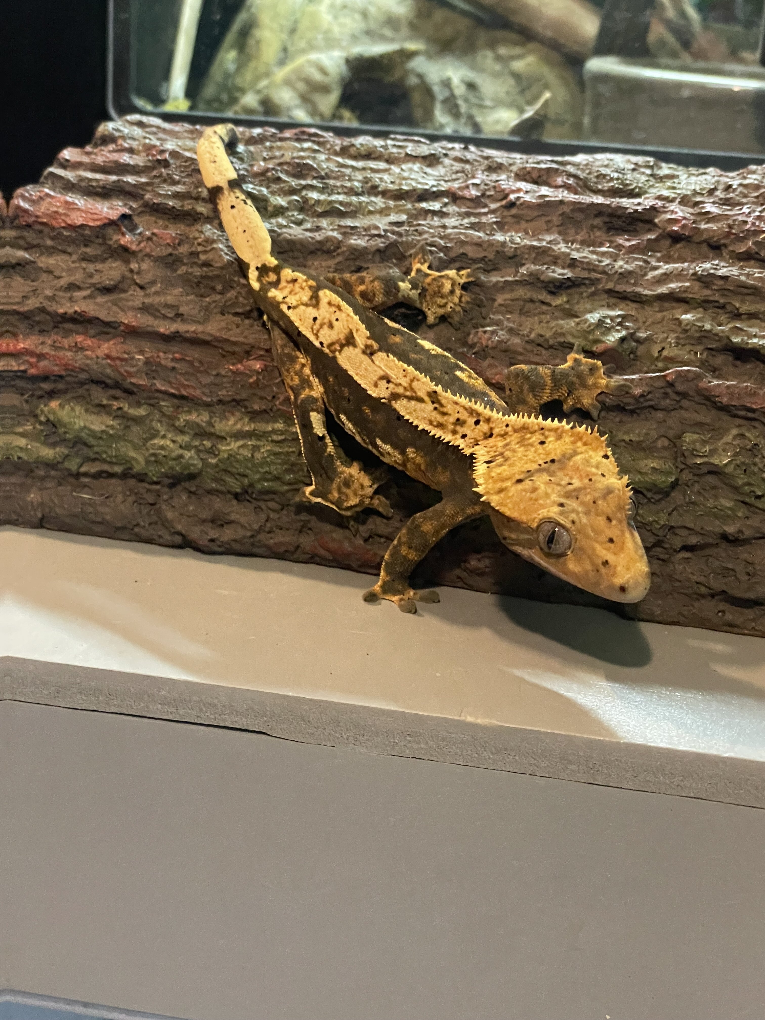 Crested gecko - skelly image 1