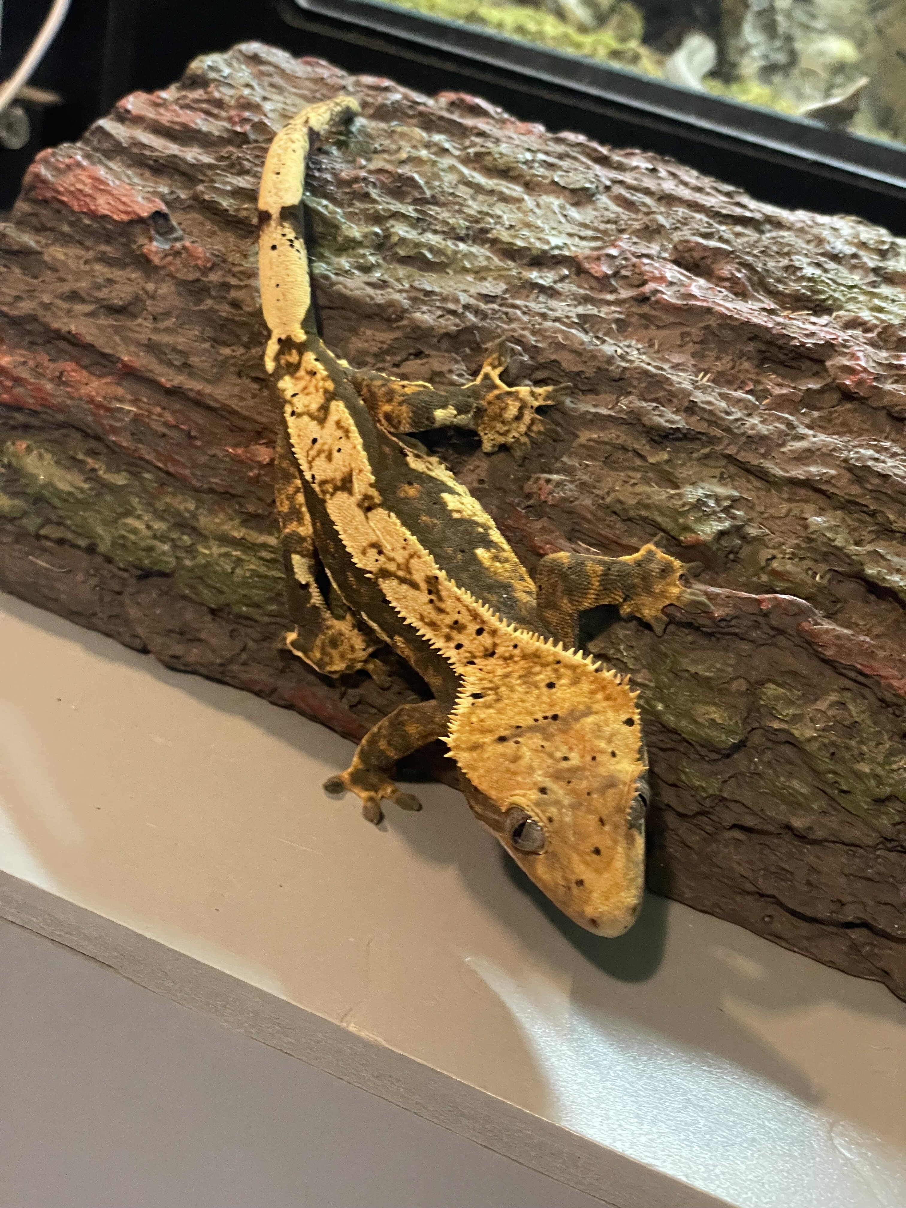 Crested gecko - skelly image 2
