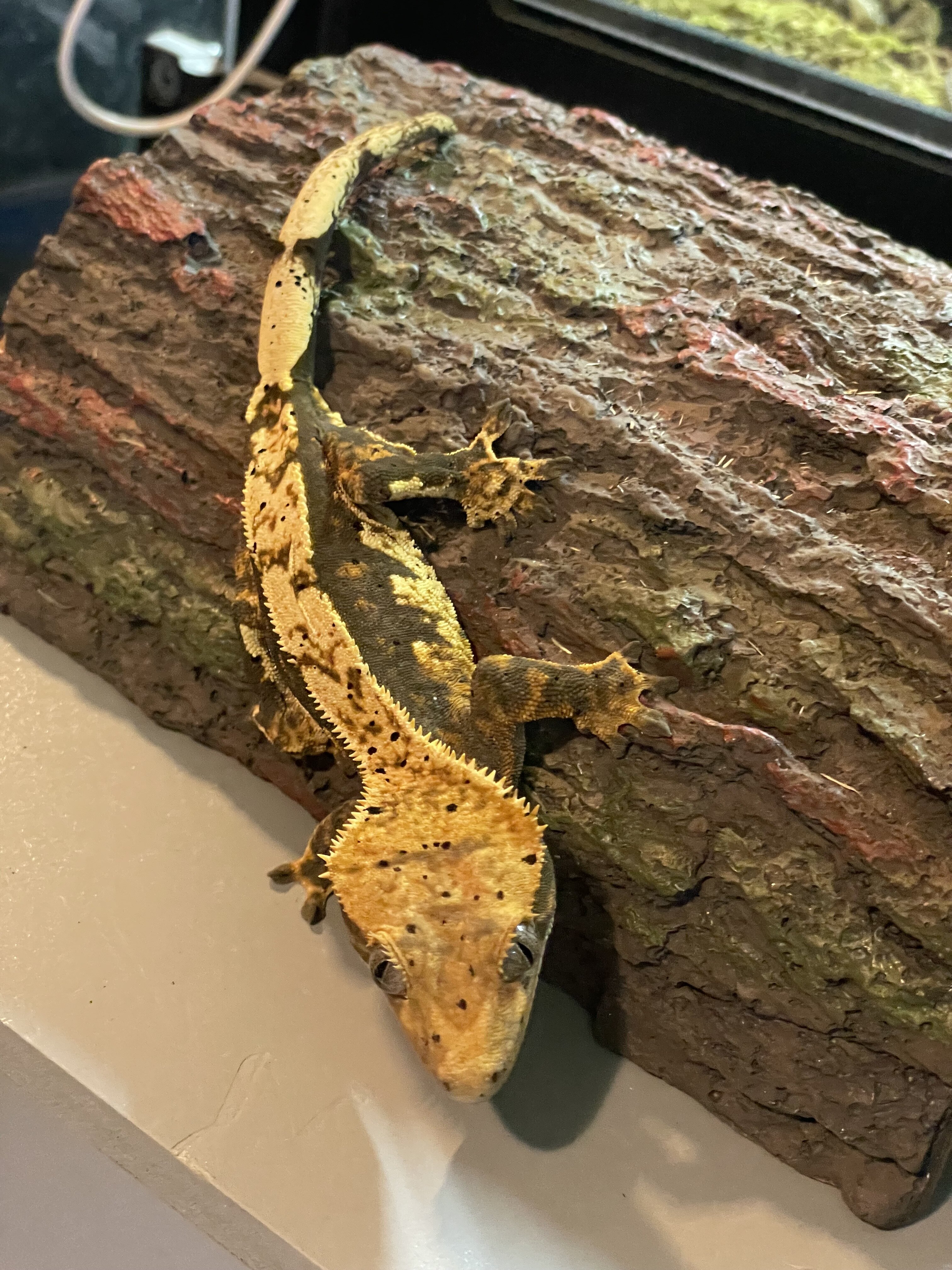 Crested gecko - skelly image 3