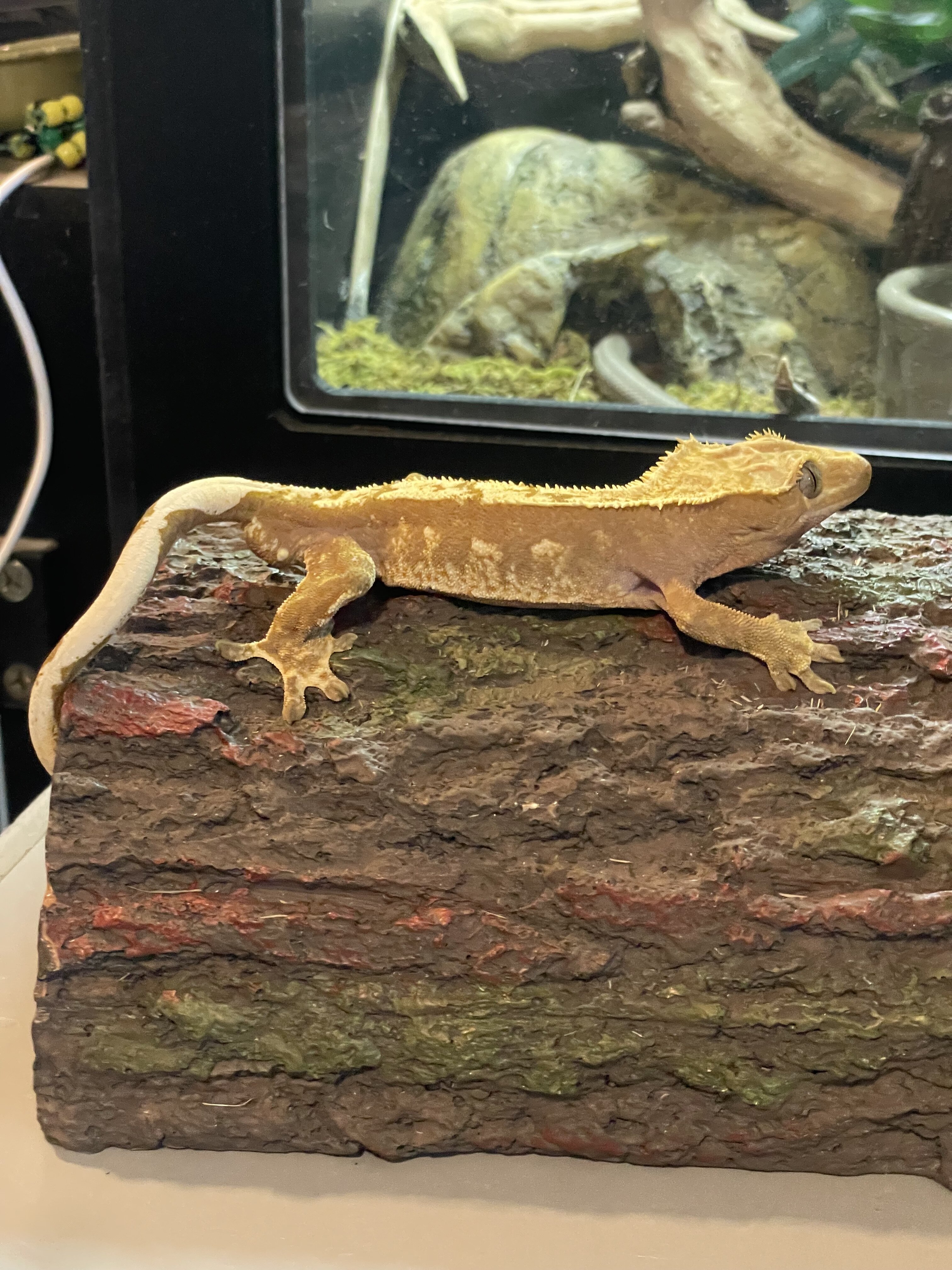 Crested gecko - summer image 3