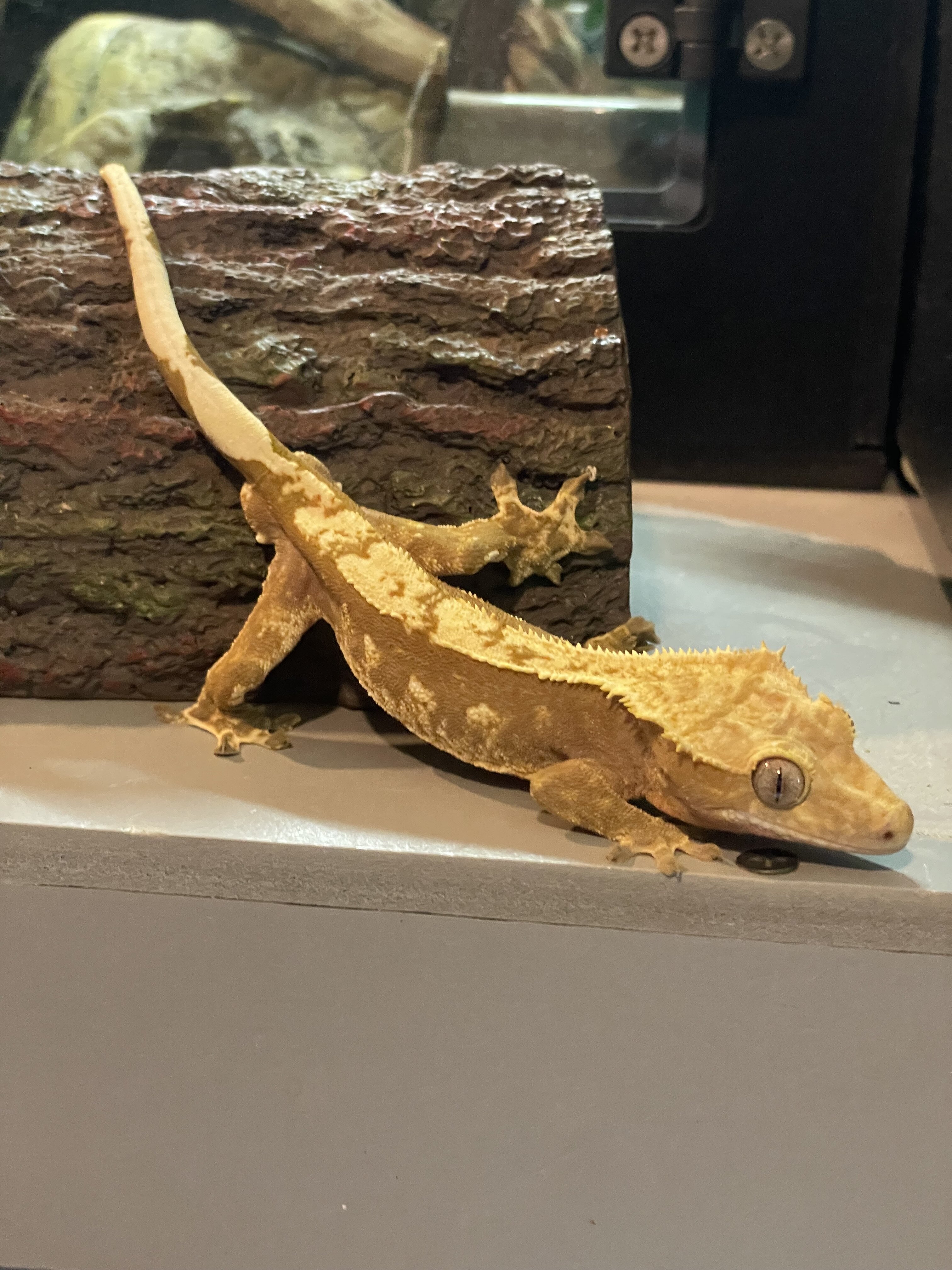 Crested gecko - summer image 1