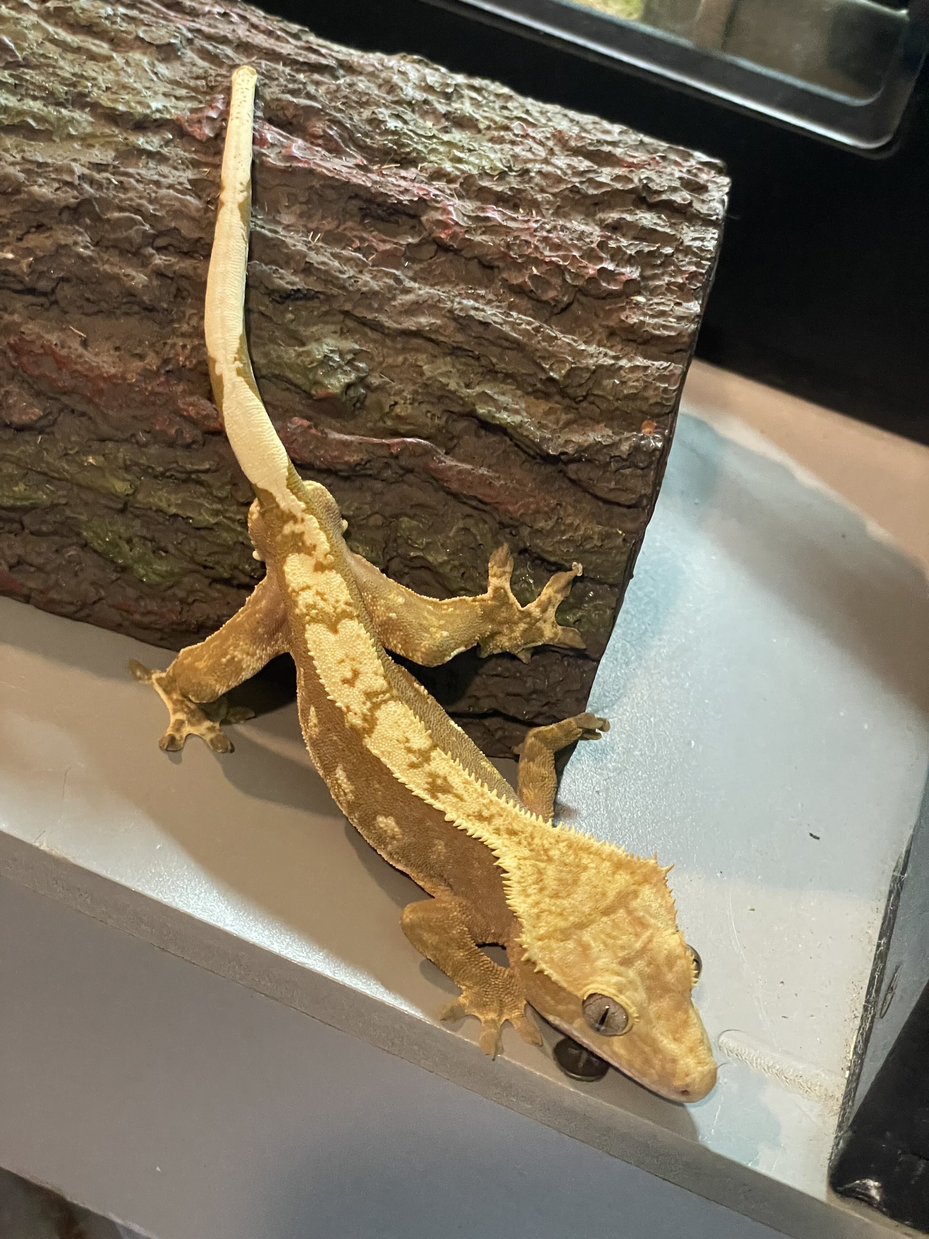 Crested gecko - summer image 2