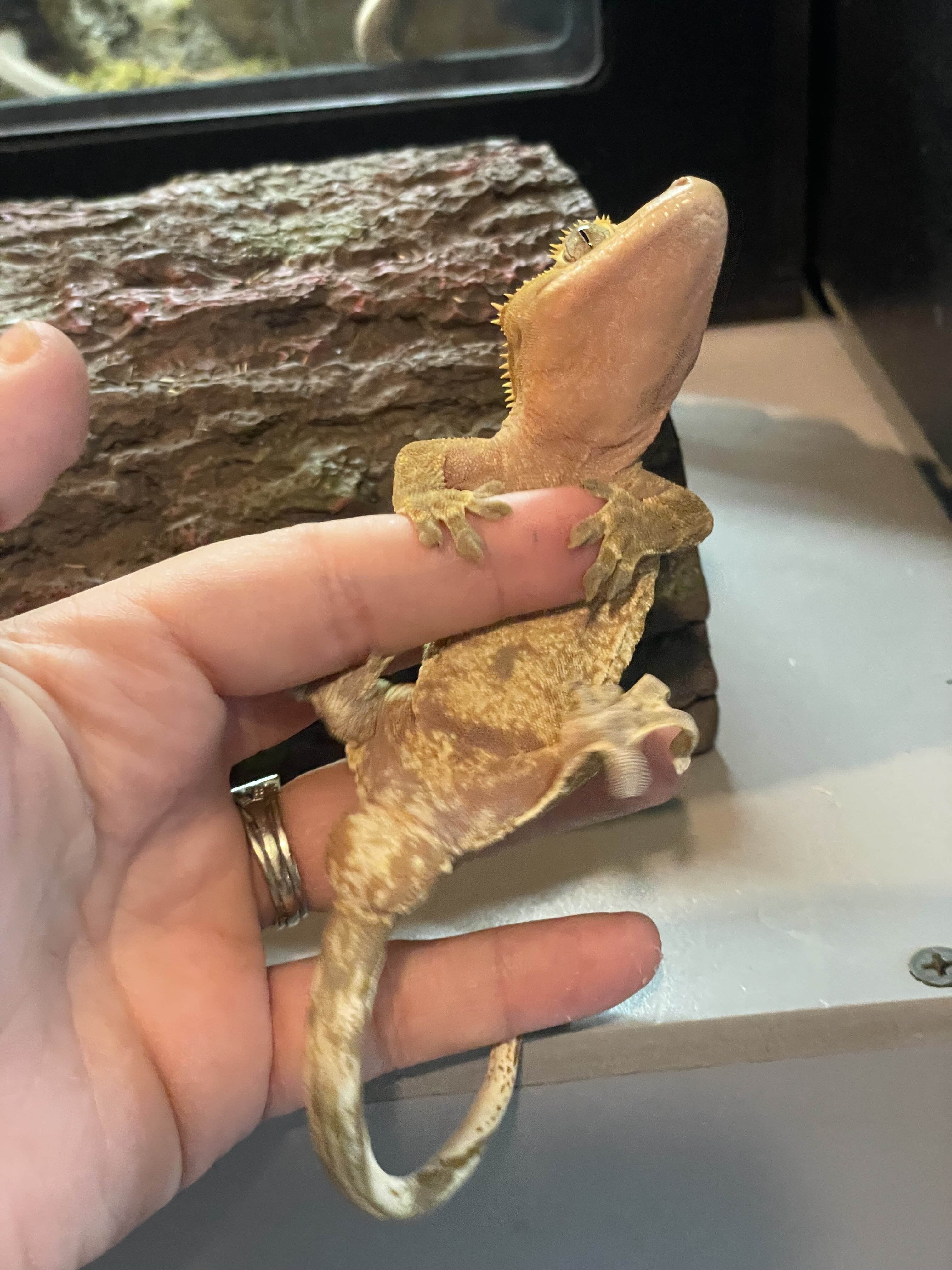 Crested gecko - summer image 4
