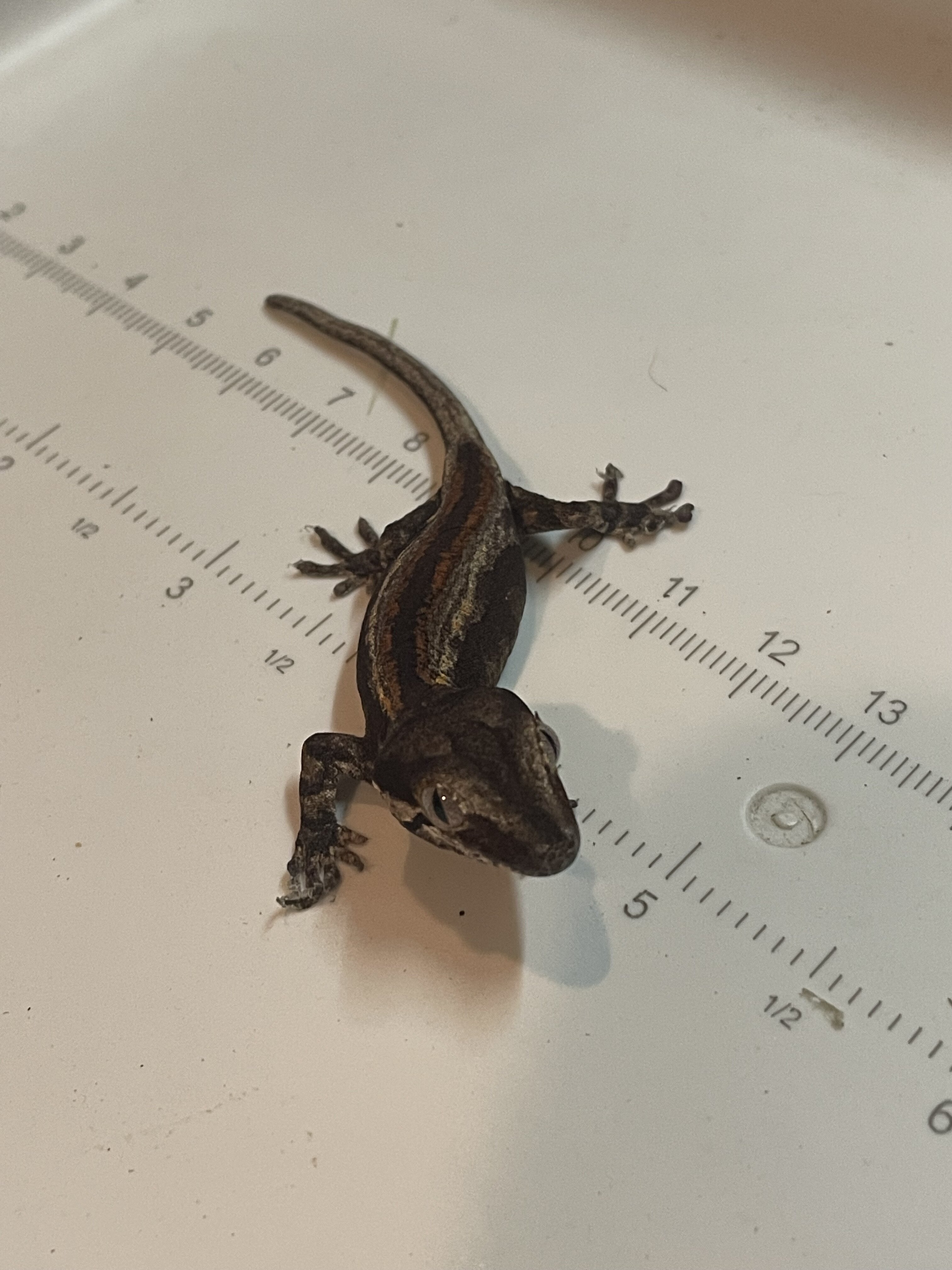 Gargoyle gecko - paper image 5
