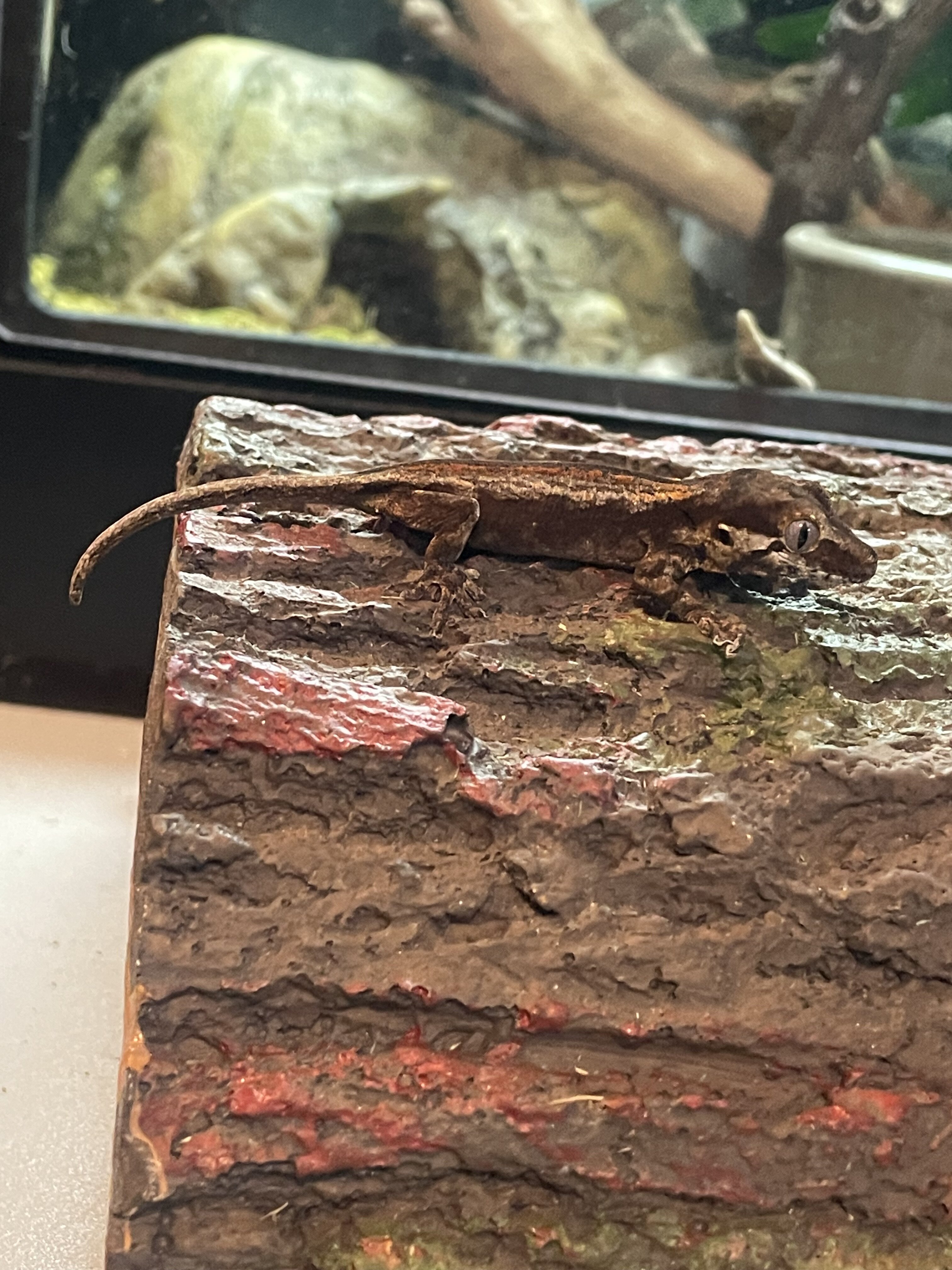 Gargoyle gecko - paper image 4