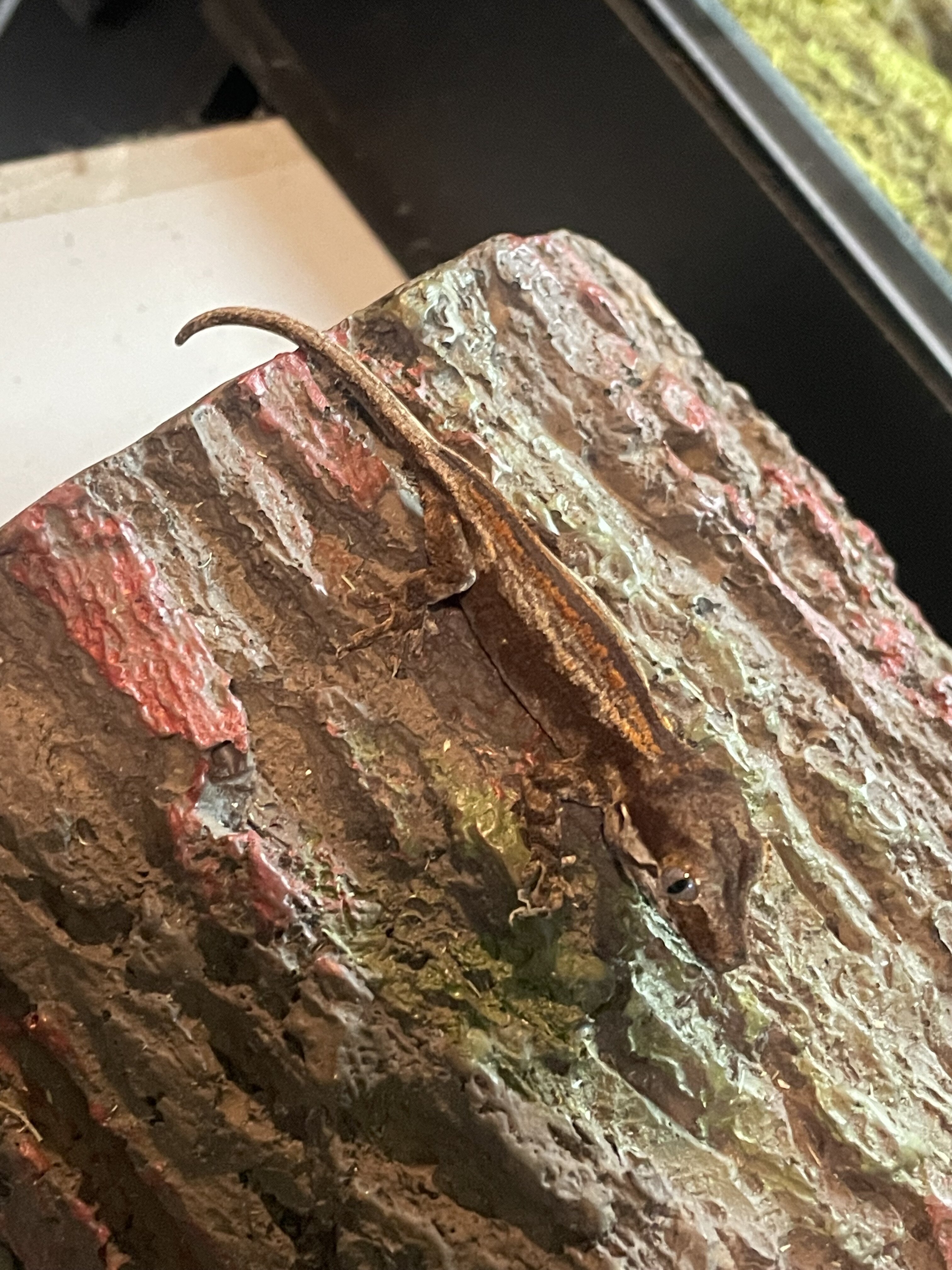 Gargoyle gecko - paper image 3