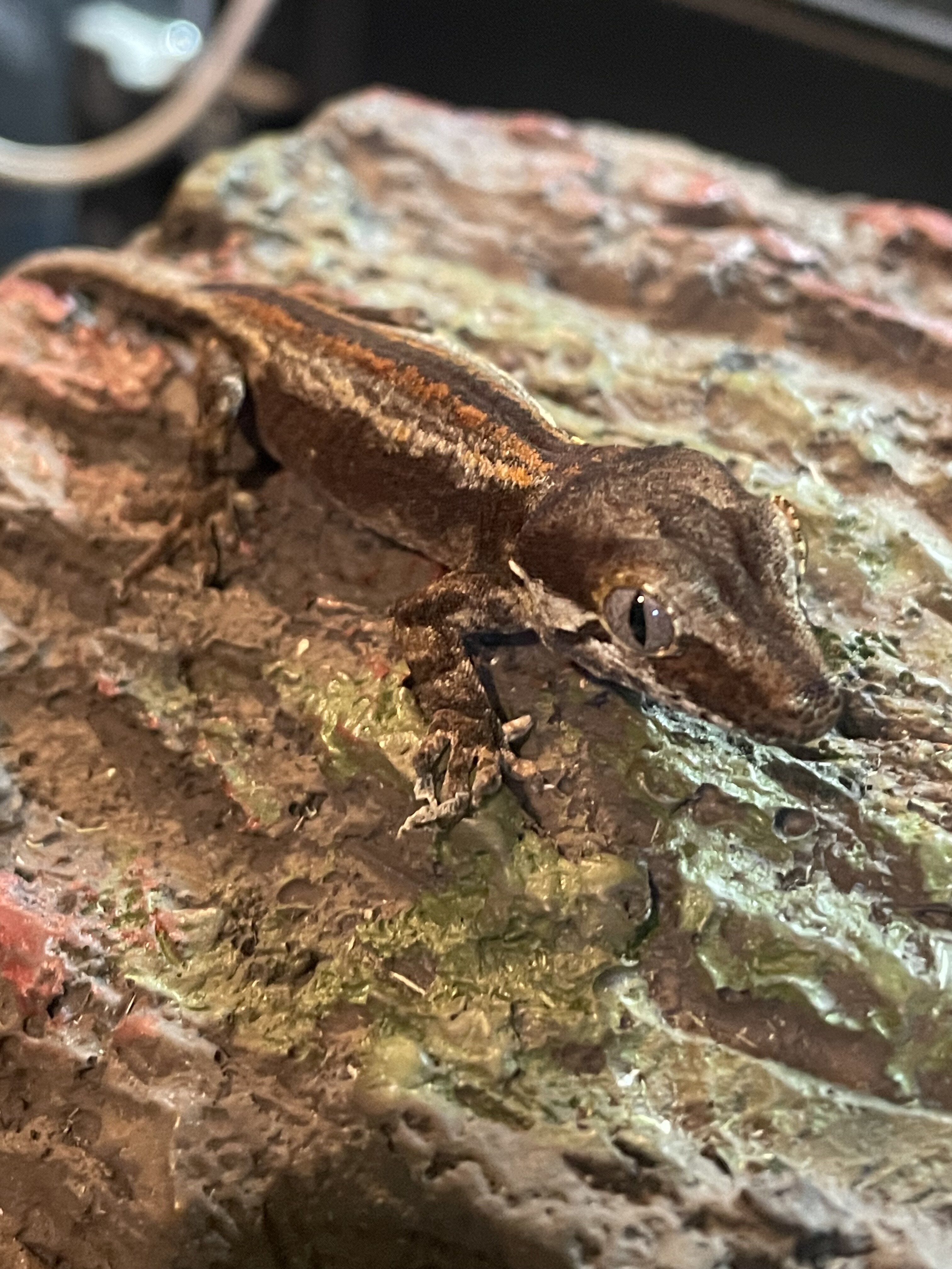 Gargoyle gecko - paper image 1
