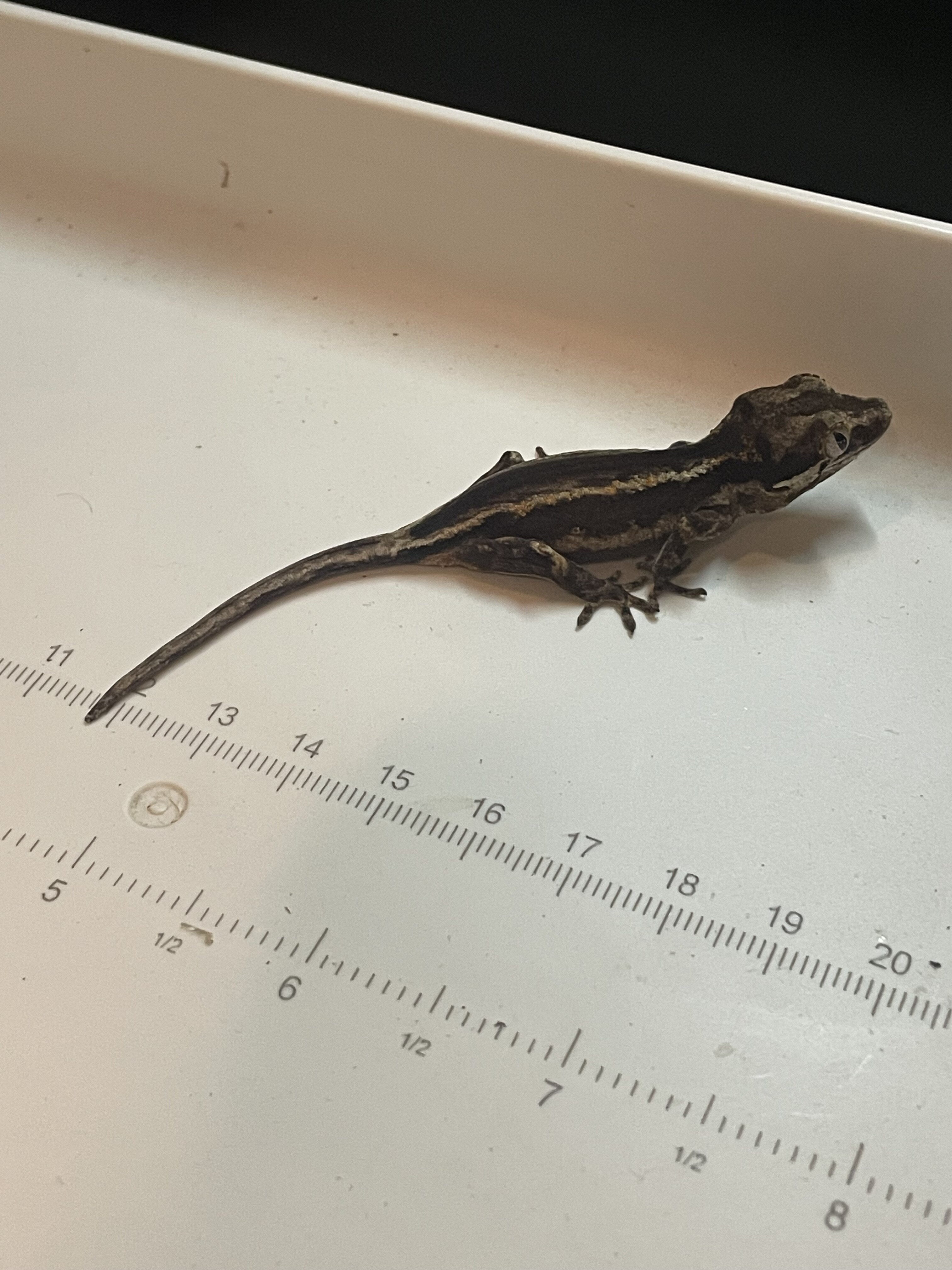 Gargoyle gecko - scissors image 5