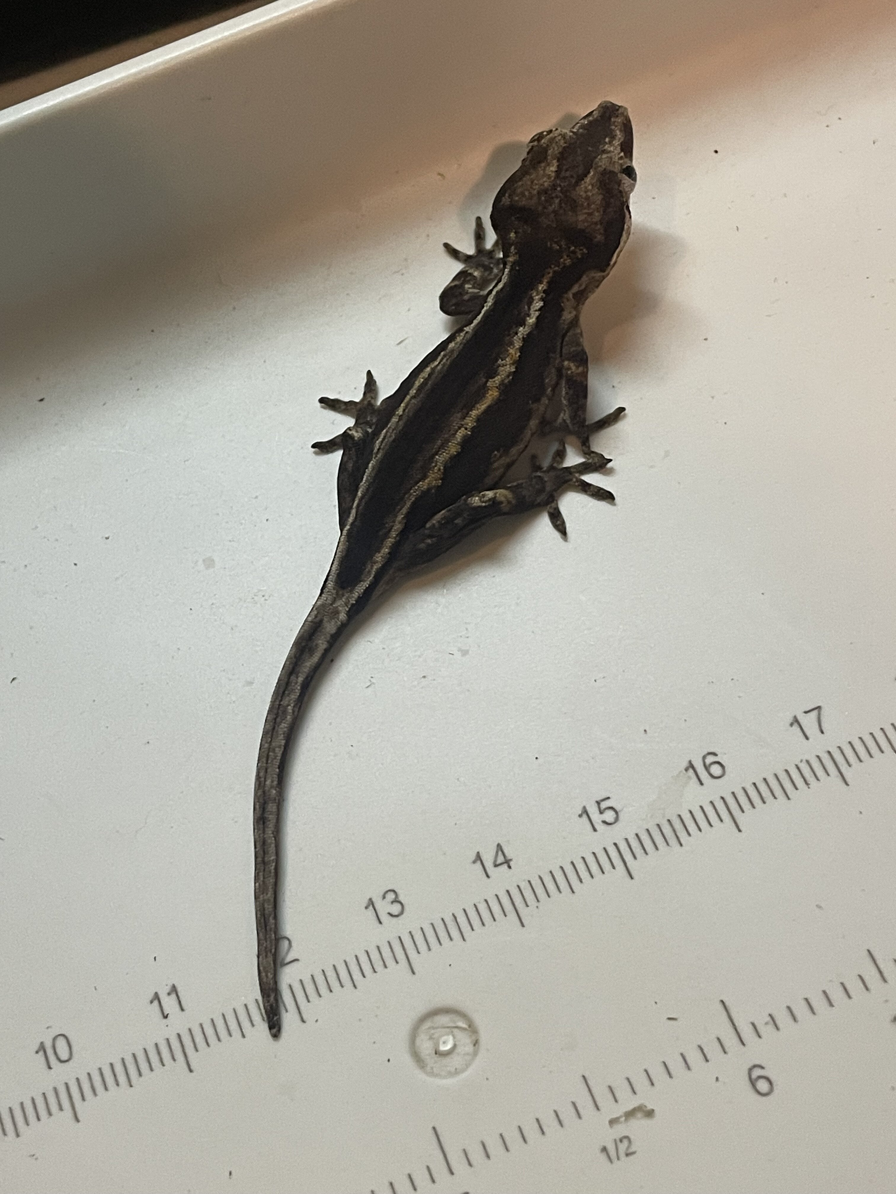 Gargoyle gecko - scissors image 4