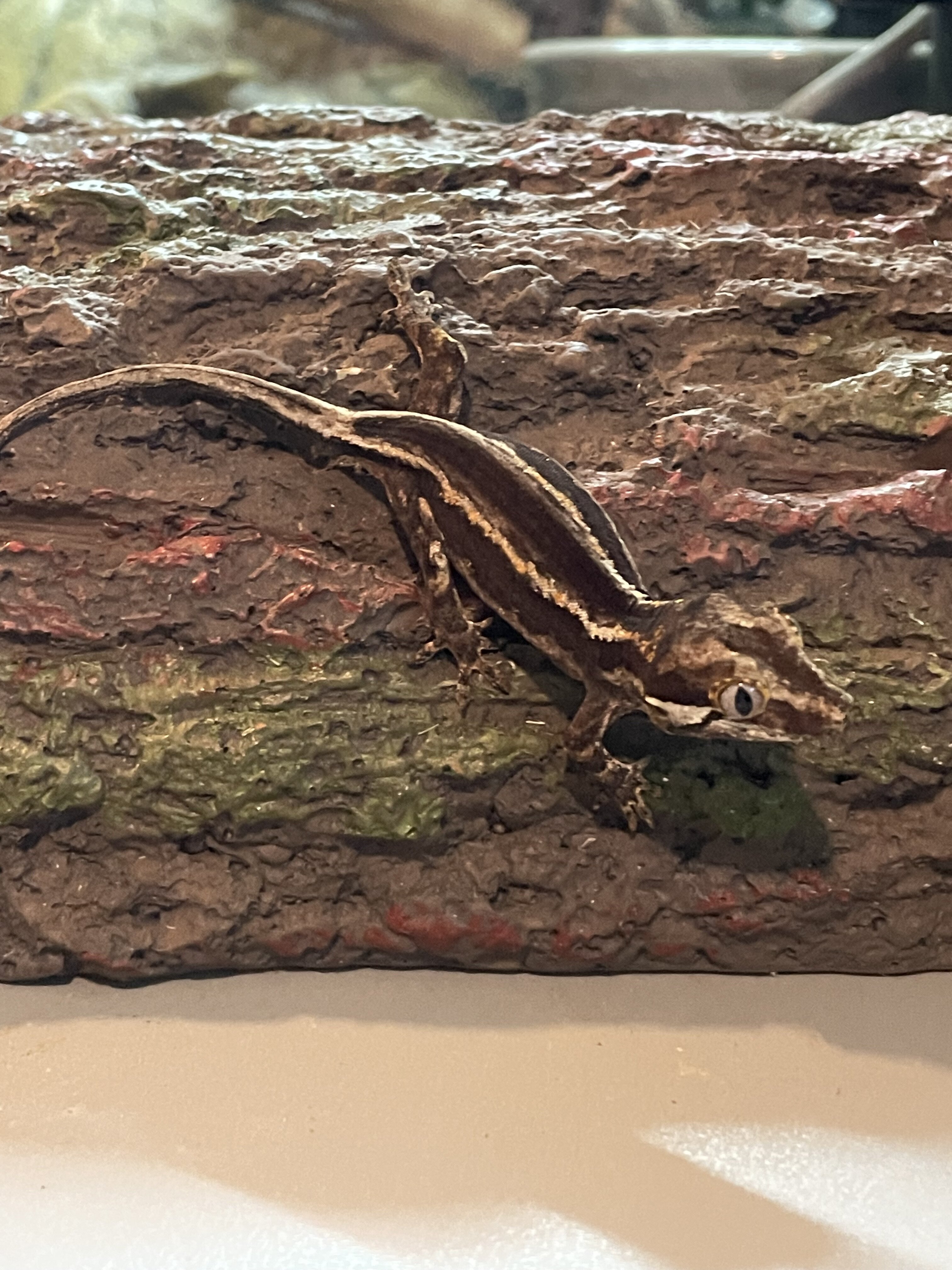 Gargoyle gecko - scissors image 3