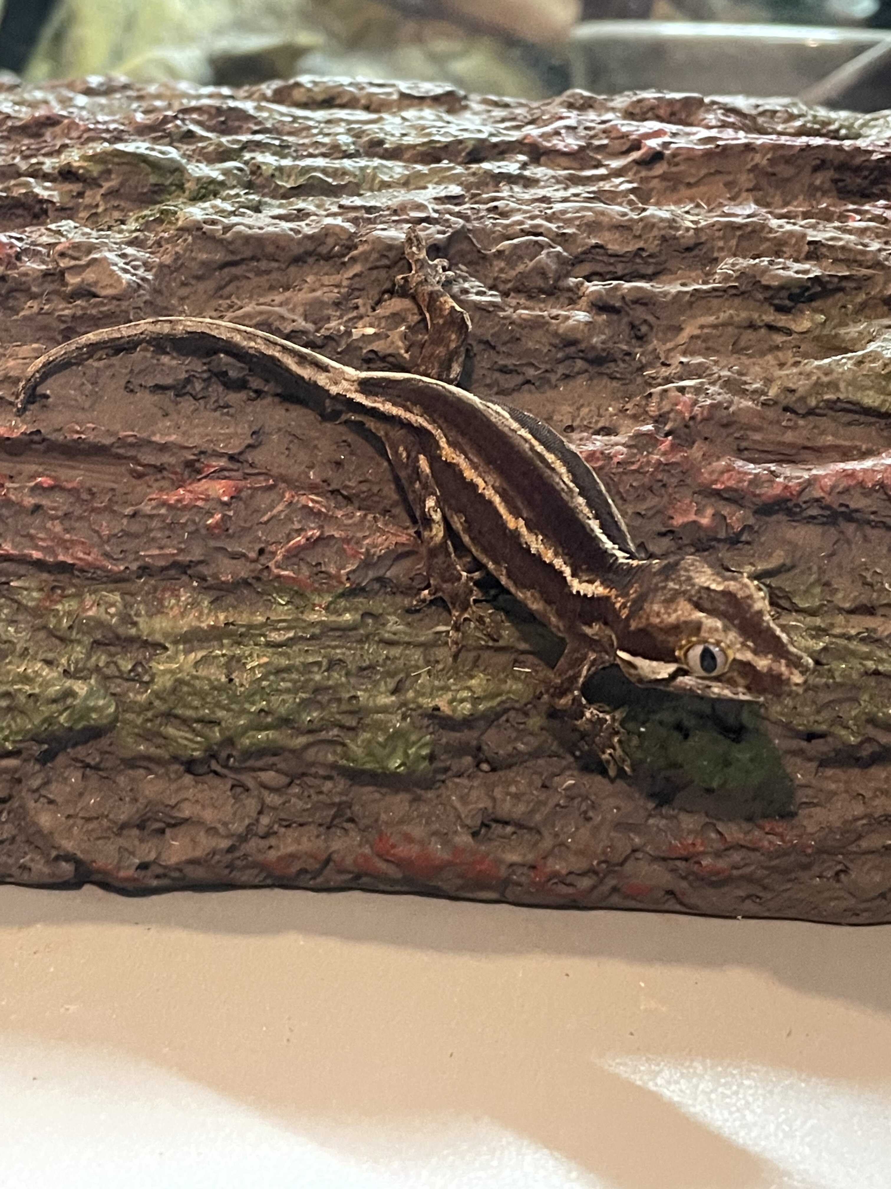 Gargoyle gecko - scissors image 1