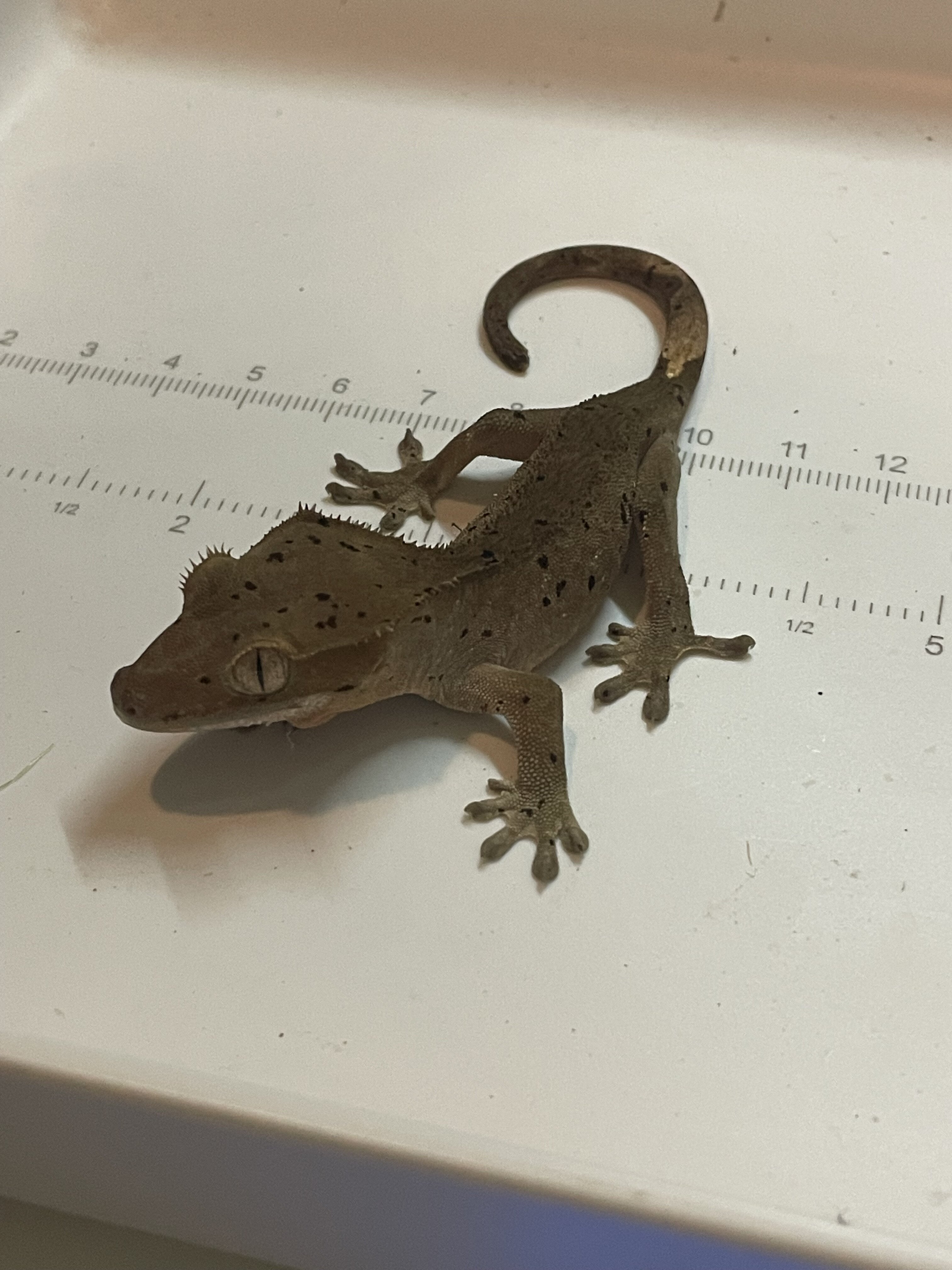 Crested gecko - wood image 1