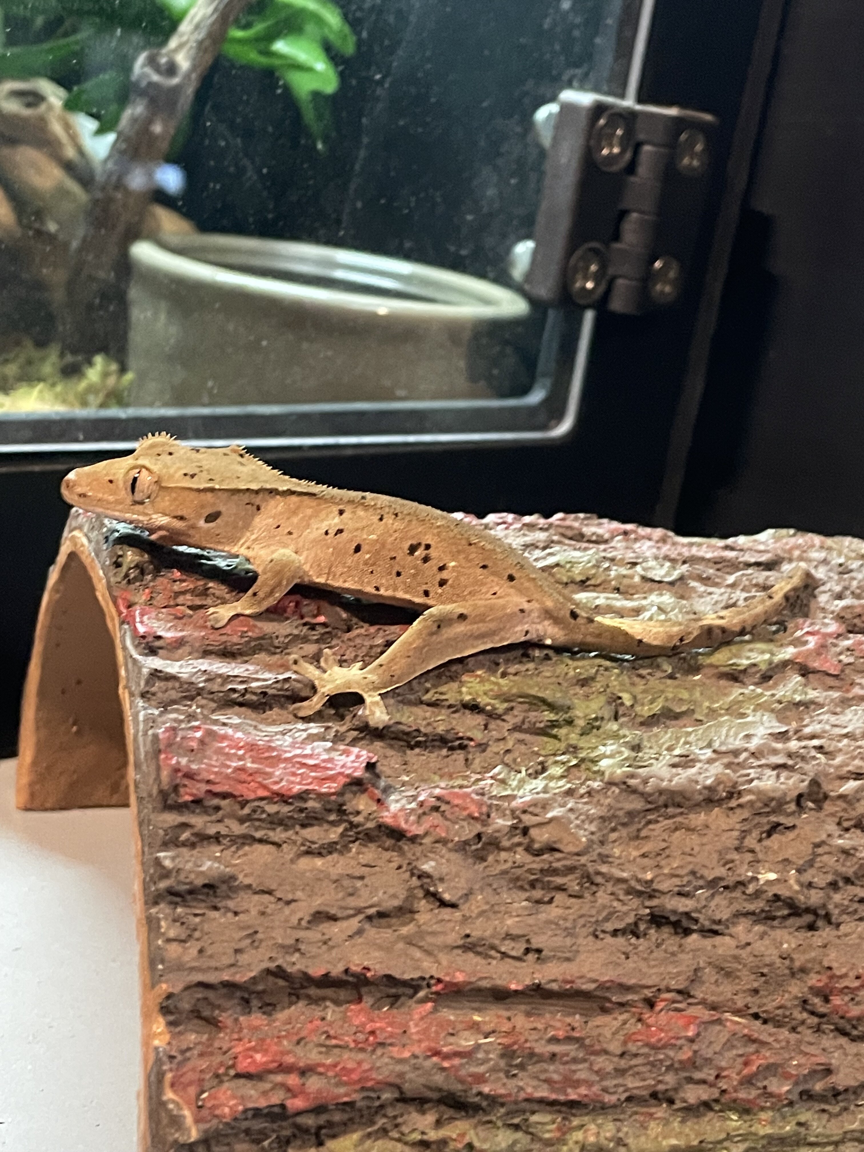 Crested gecko - wood image 2