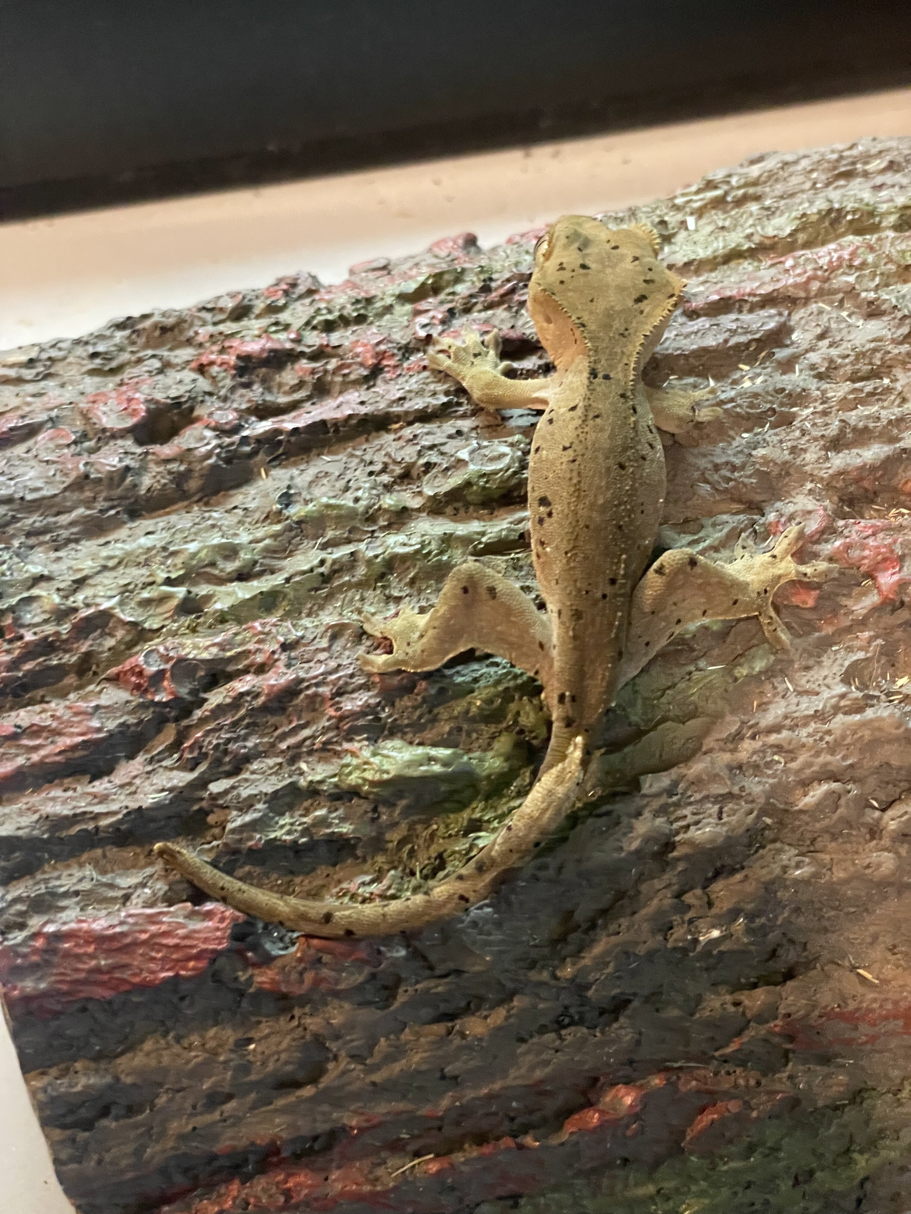 Crested gecko - wood image 3