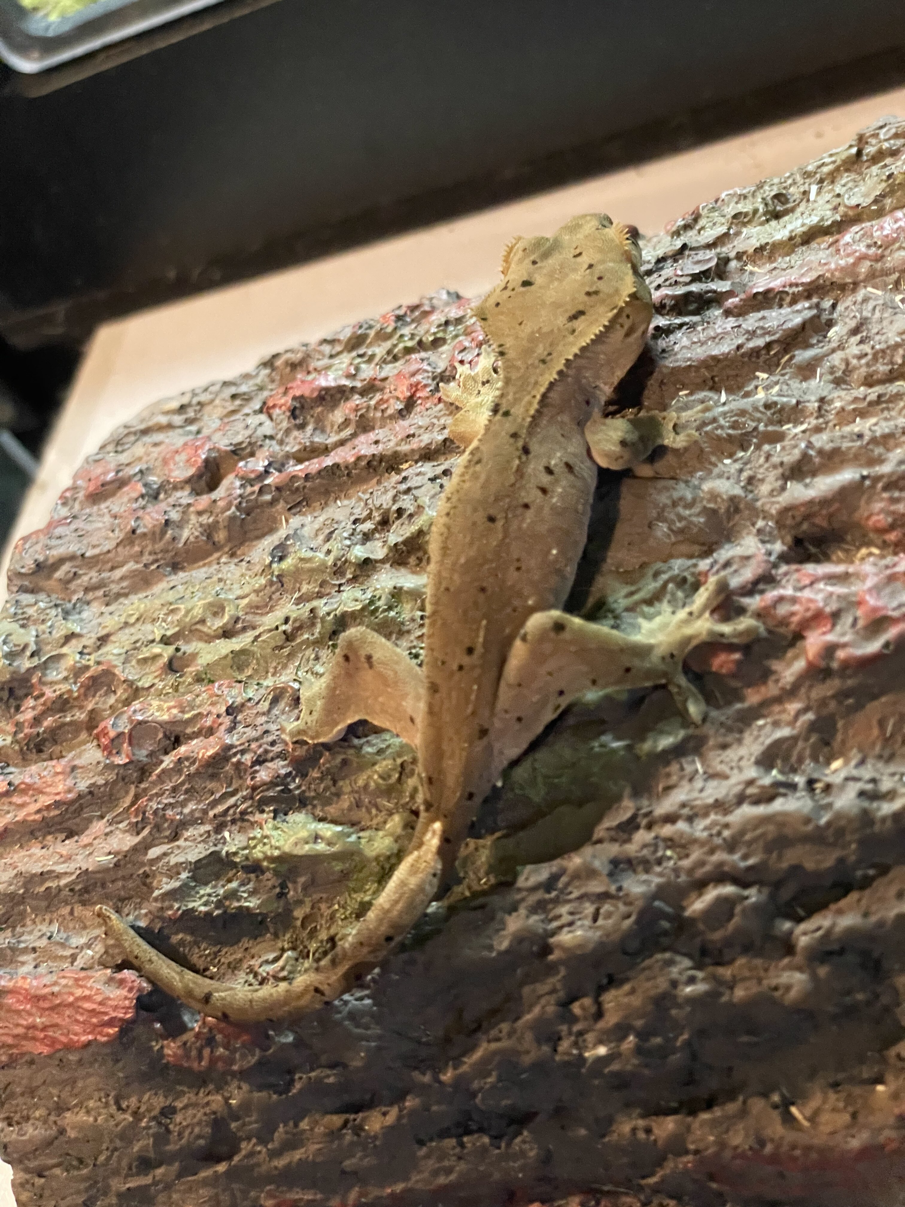 Crested gecko - wood image 4