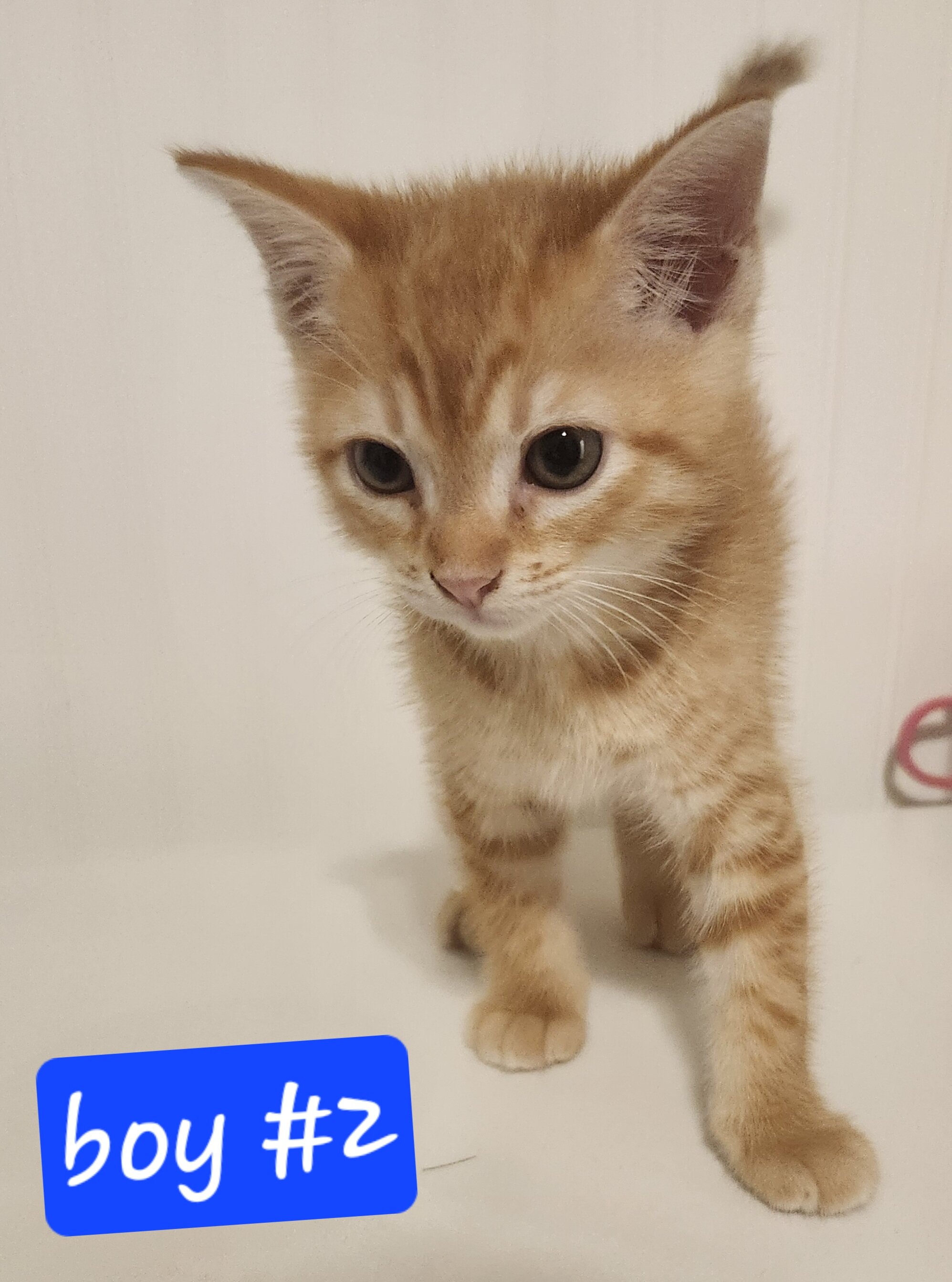Ginger Kittens image 3